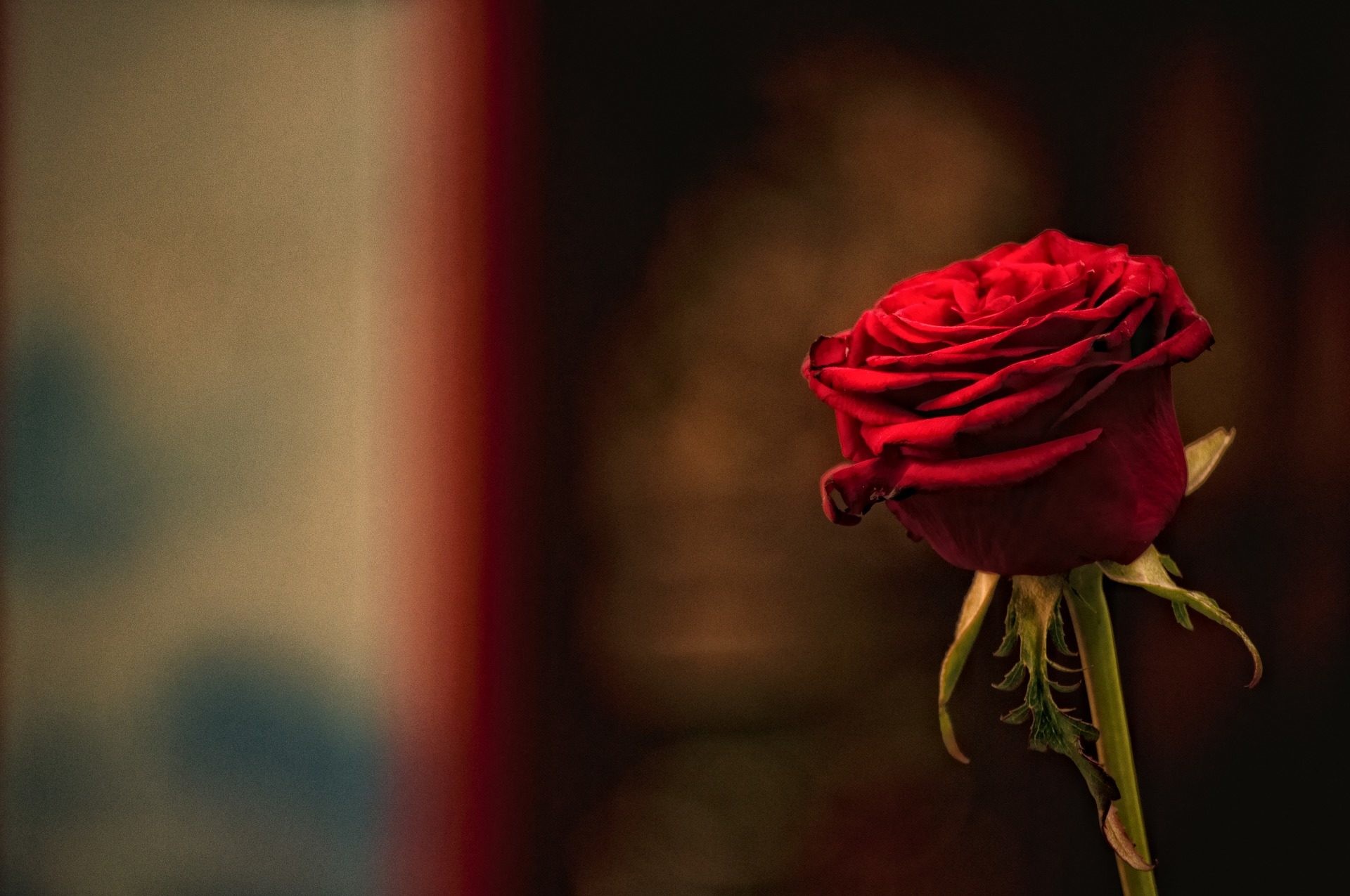 Rosa rossa, Sfocato, Sfondo scuro, Full HD, wallpaper per computer