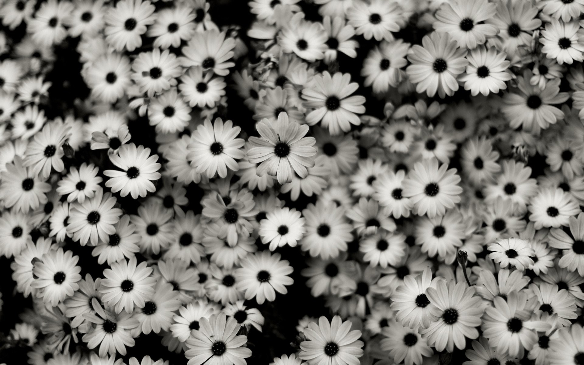 Margherite, Fiori, Monocromatico, Full HD, wallpaper per computer