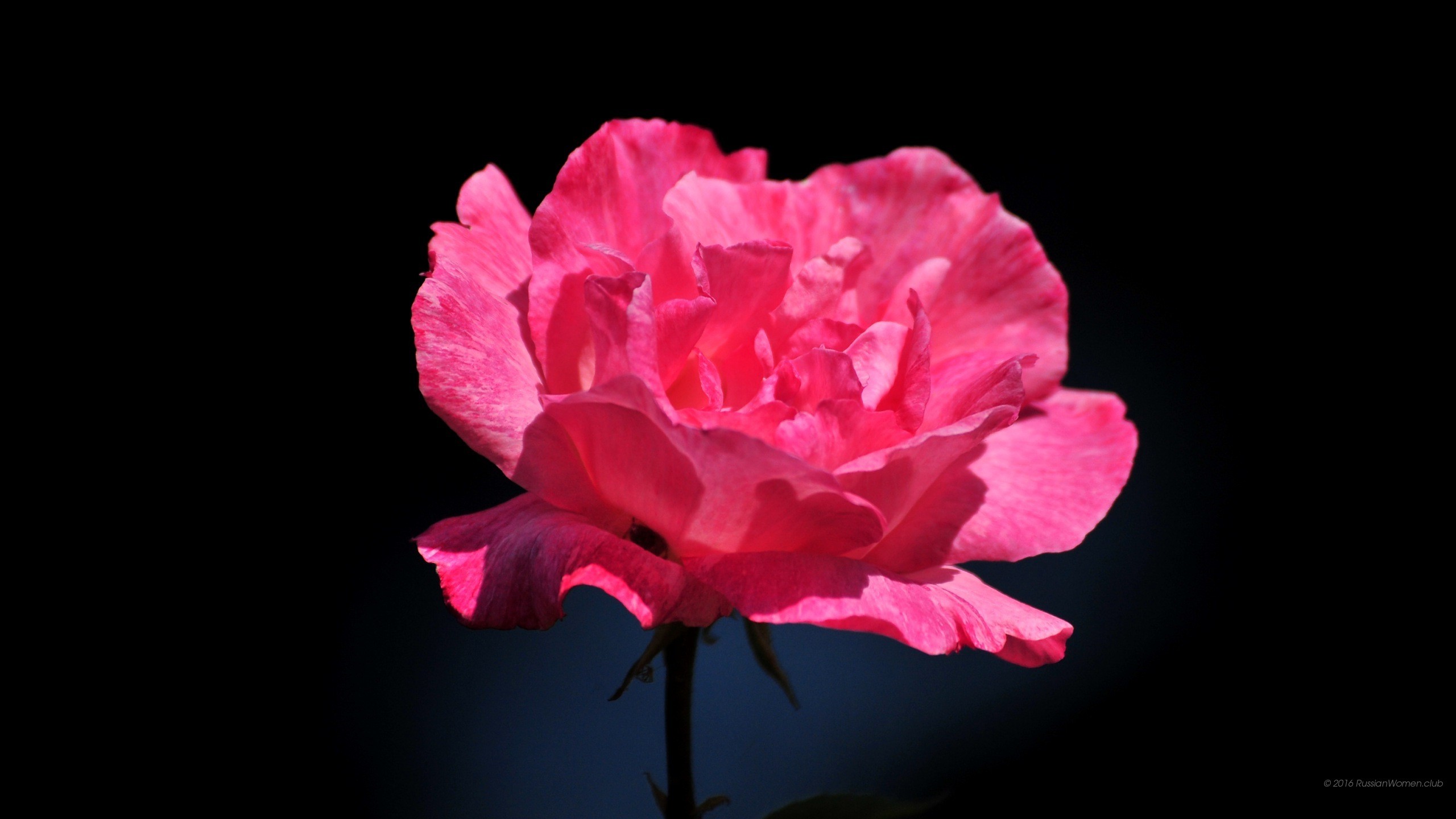 Garofano rosa, Fiore, Sfondo nero, 2K, wallpaper per desktop