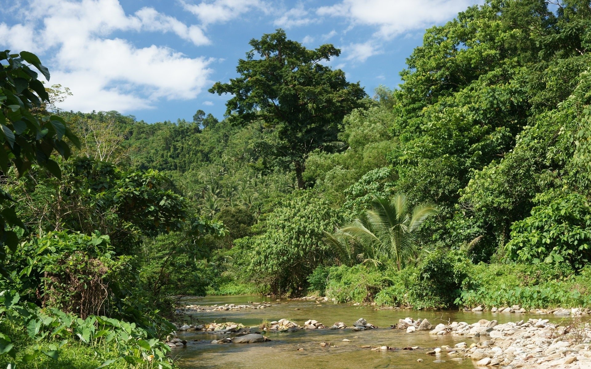 Fiume, Giungla, Foresta tropicale, Cielo azzurro, 16:10 Full HD, sfondo widescreen