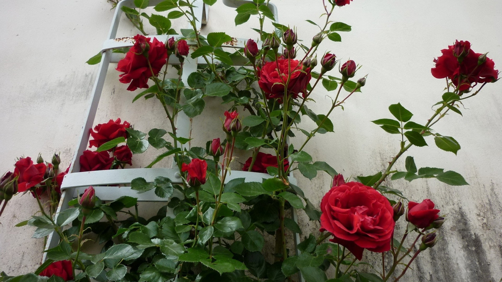Rose rampicanti, Rose rosse, Traliccio, Muro bianco, Full HD, sfondo Windows 11