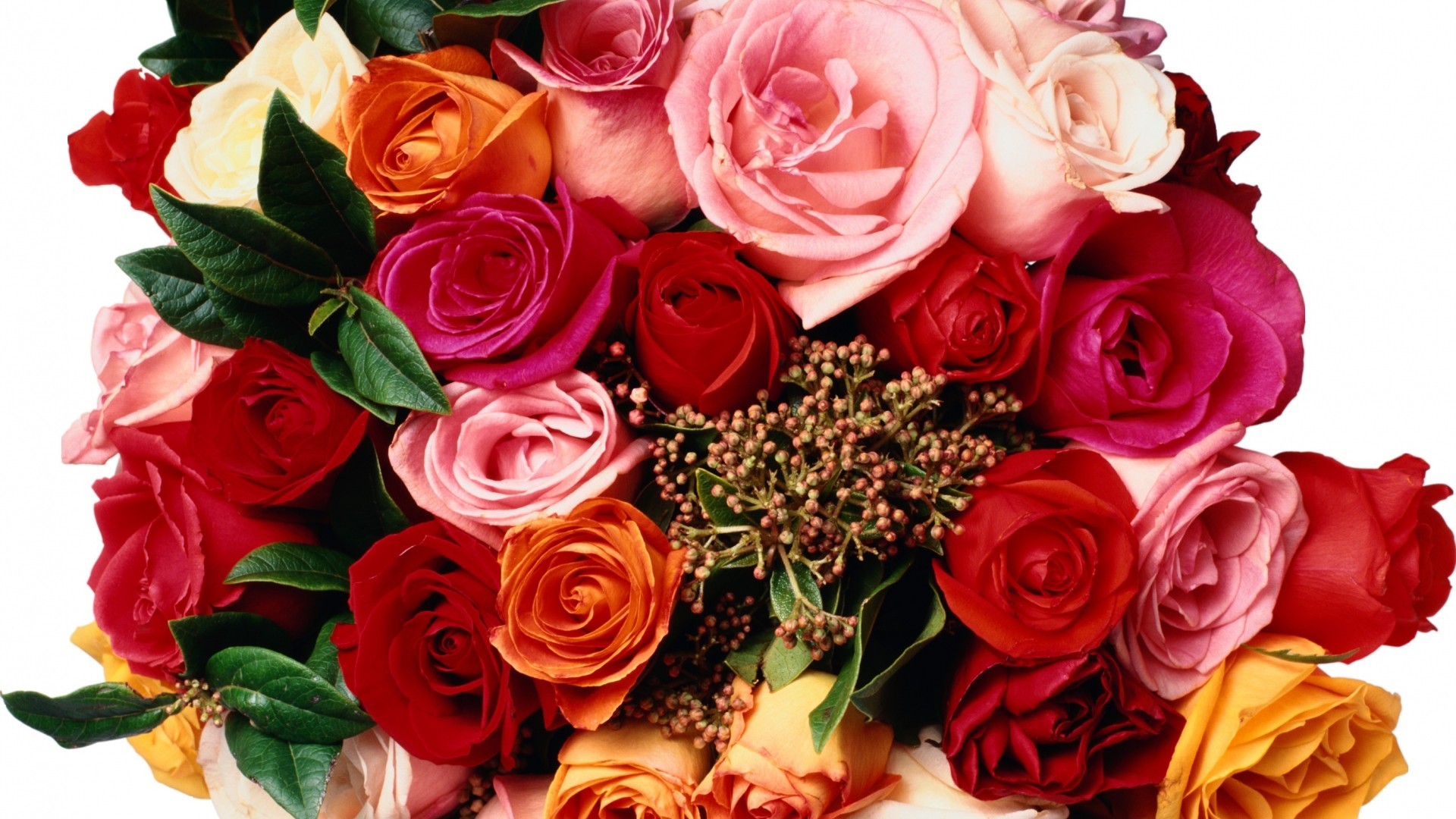Rose colorate, Mazzo di rose, Bouquet, Sfondo bianco, Full HD, wallpaper per computer