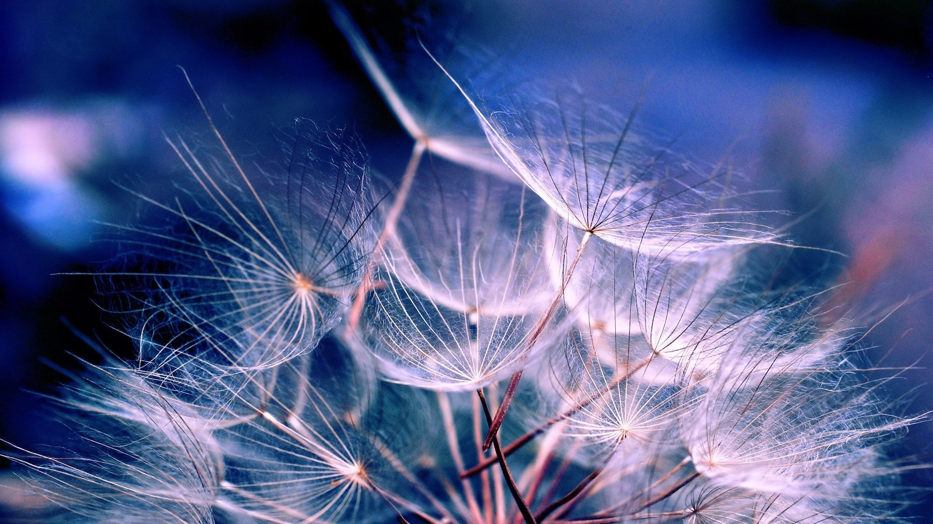 Soffione, Tarassaco, Macro, Blu, 16:9 Full HD, sfondo widescreen