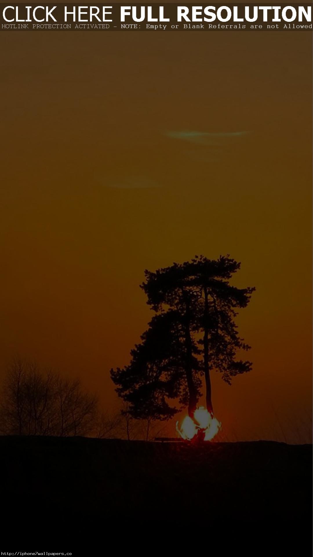 Albero, Silhouette, Tramonto, Arancione, sfondo Android