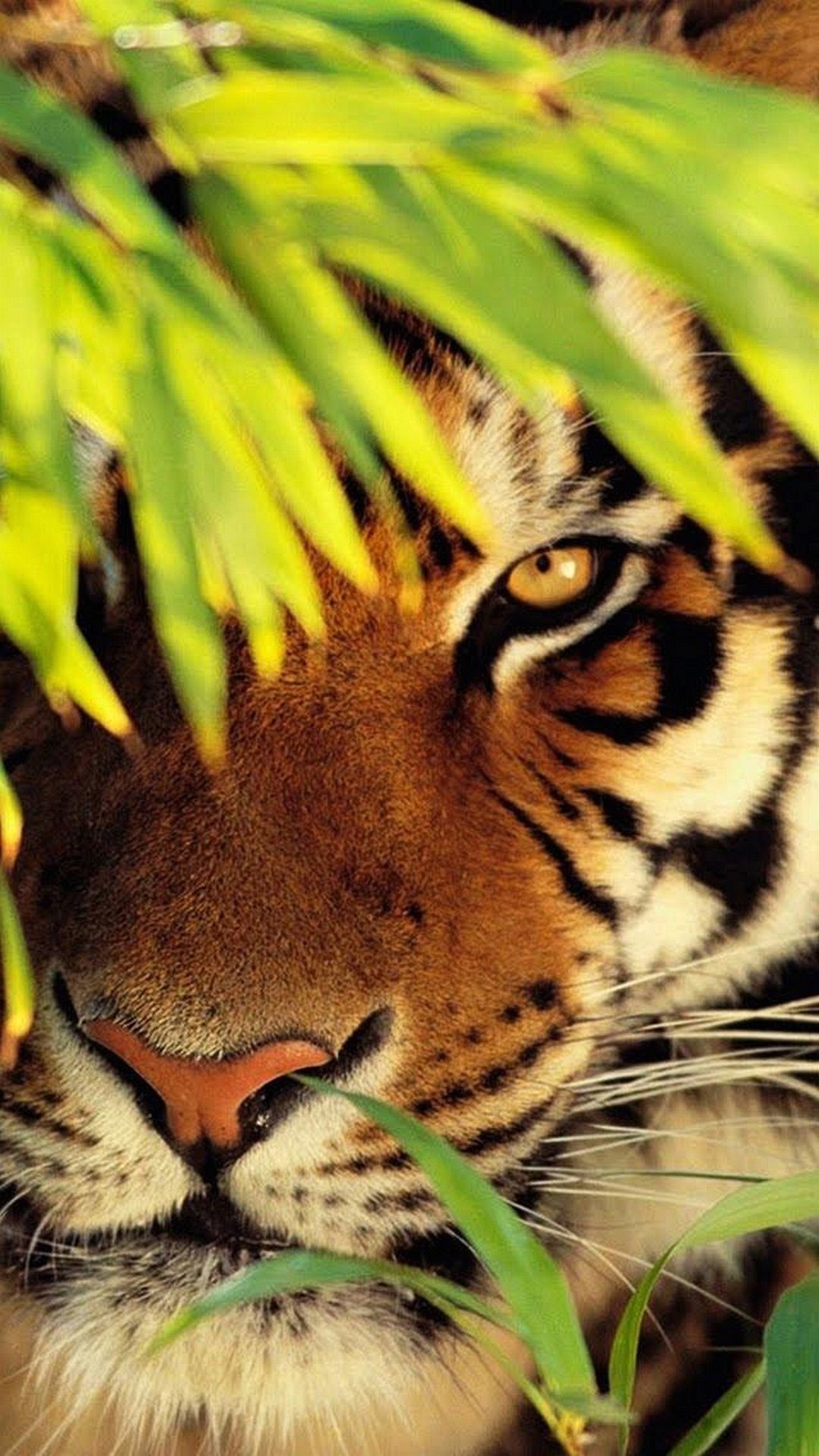 Tigre, Foglie, Primo piano, Giungla, Full HD, schermata di blocco del cellulare