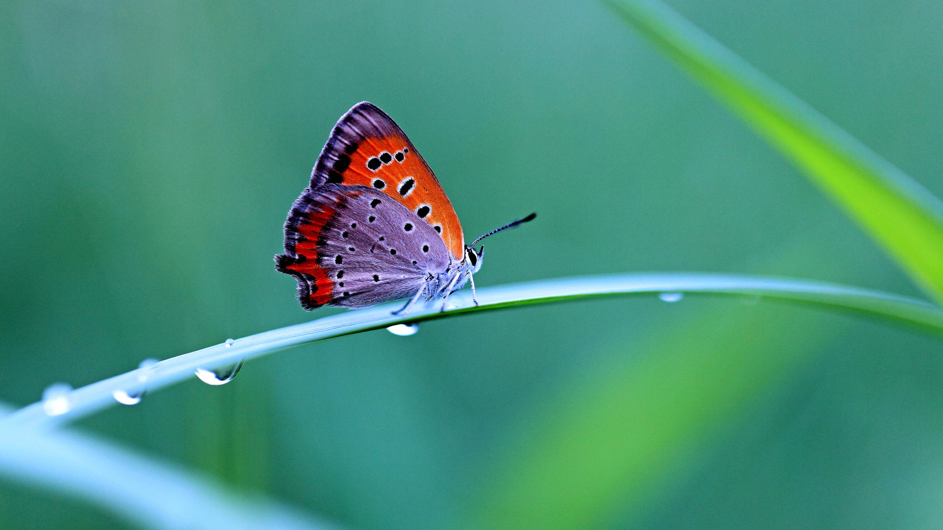 Licena, Farfalla, Filo d'erba, Gocce, Full HD 1080p, sfondo desktop