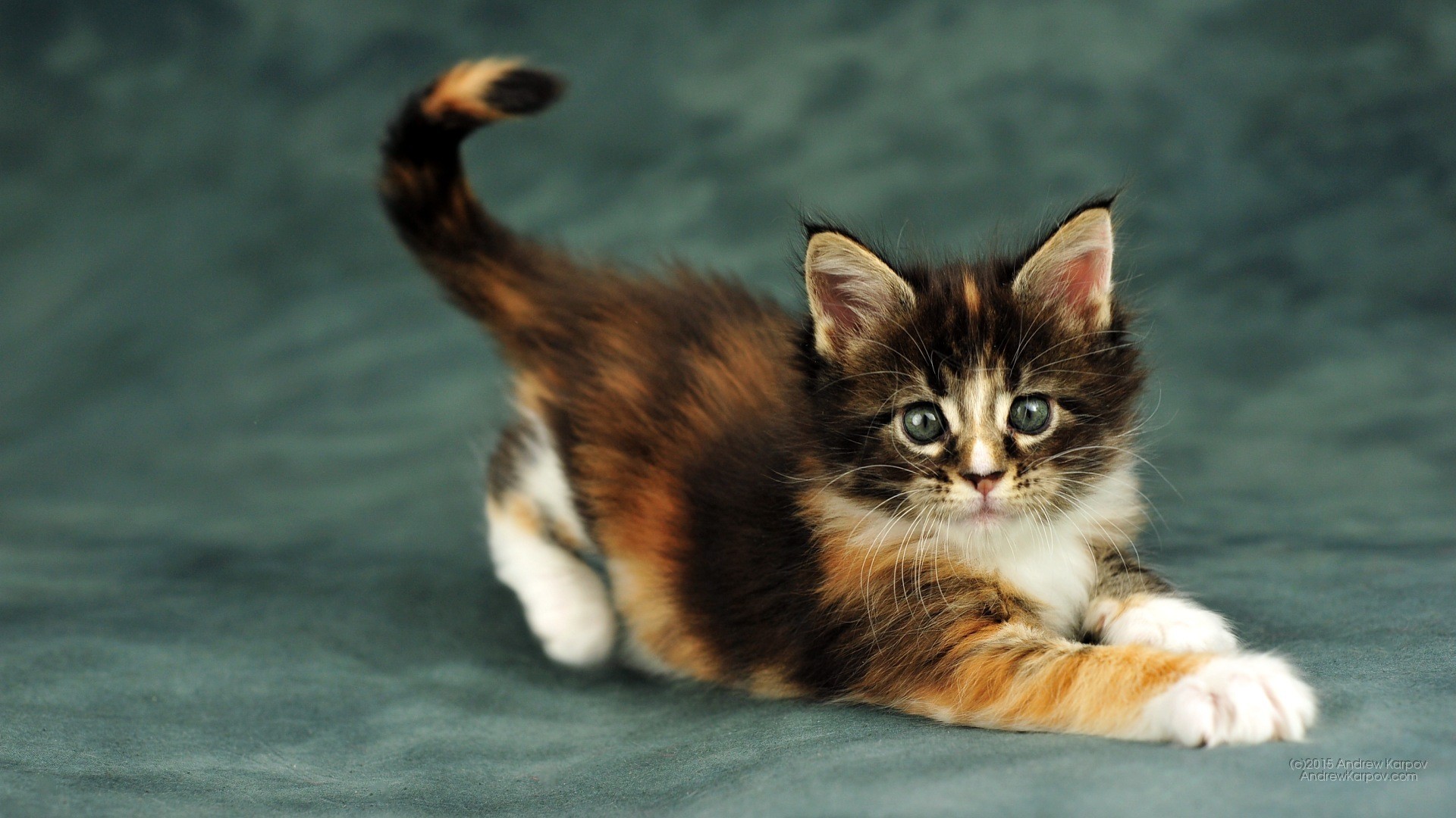Gattino, Calicò, Maine Coon, Full HD, sfondo Windows 11
