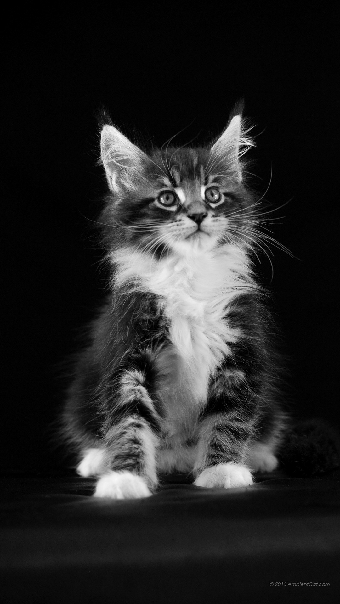 Gattino, Maine Coon, Bianco e nero, Full HD, sfondo Huawei P9