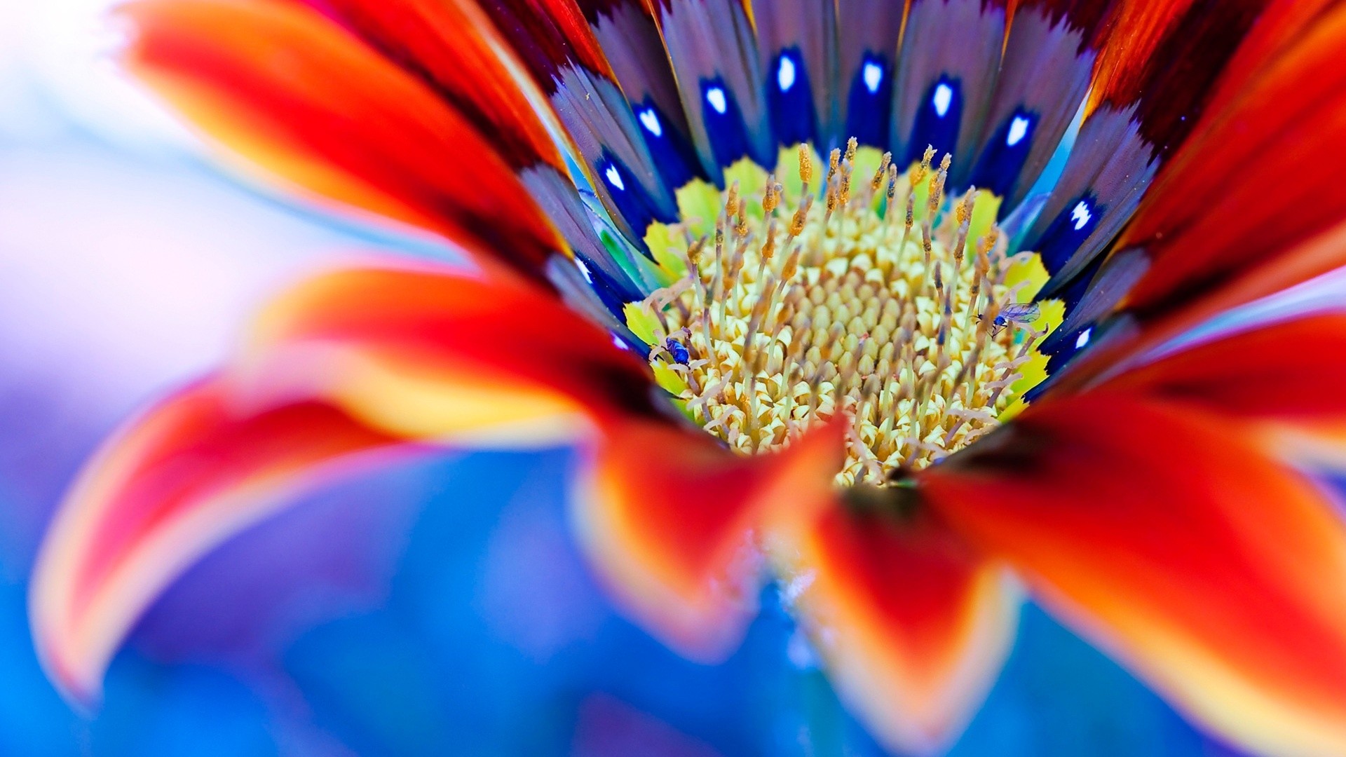 Gazania, Macro, Rosso e blu, 1920x1080, sfondo per PC