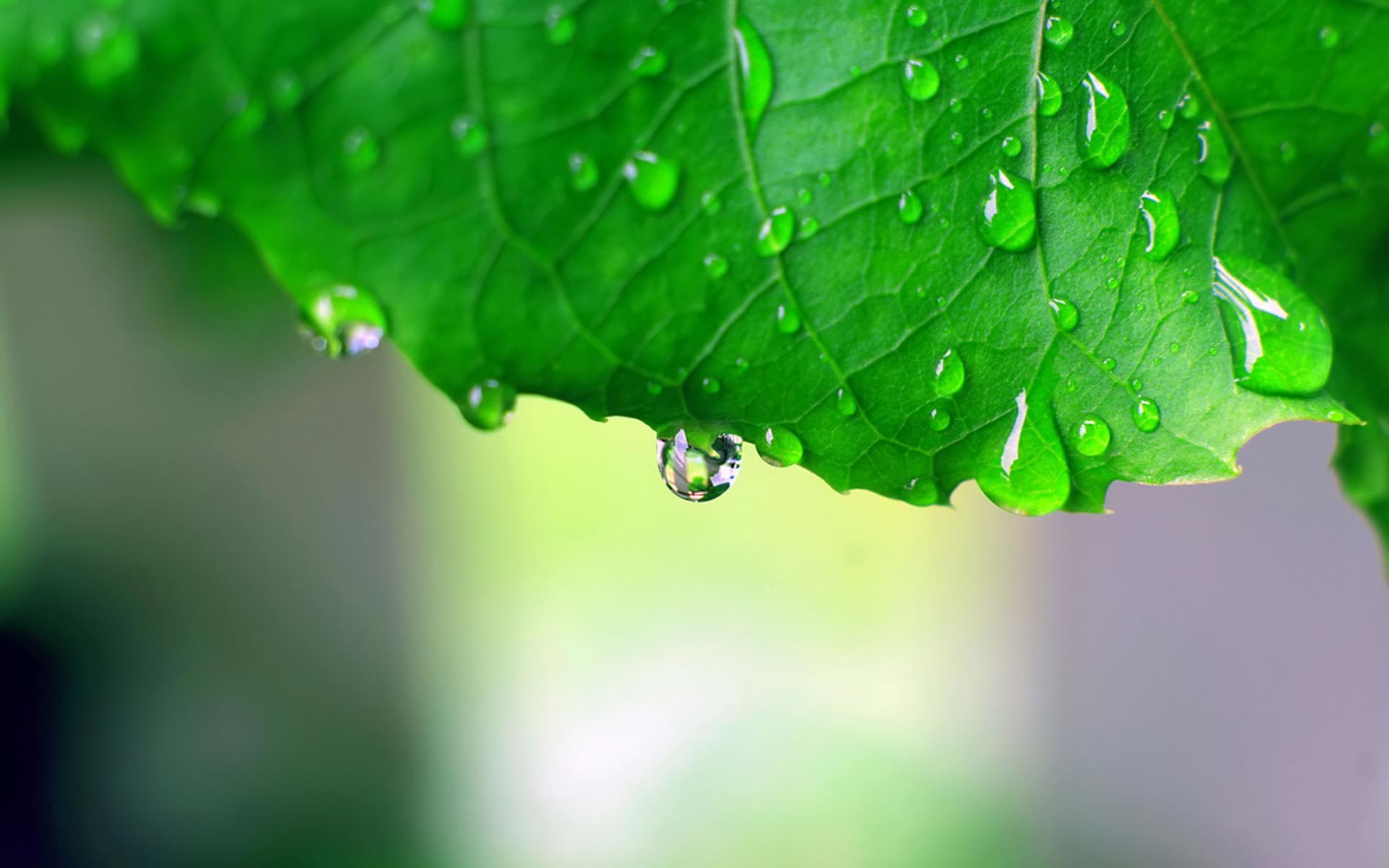 Gocce di pioggia, Foglia, Macro, Verde, Full HD, sfondo per portatile
