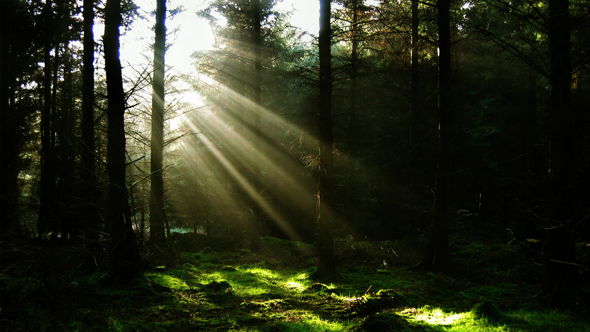 Foresta, Raggi di sole, Alberi, Muschio, Full HD, sfondo per portatile