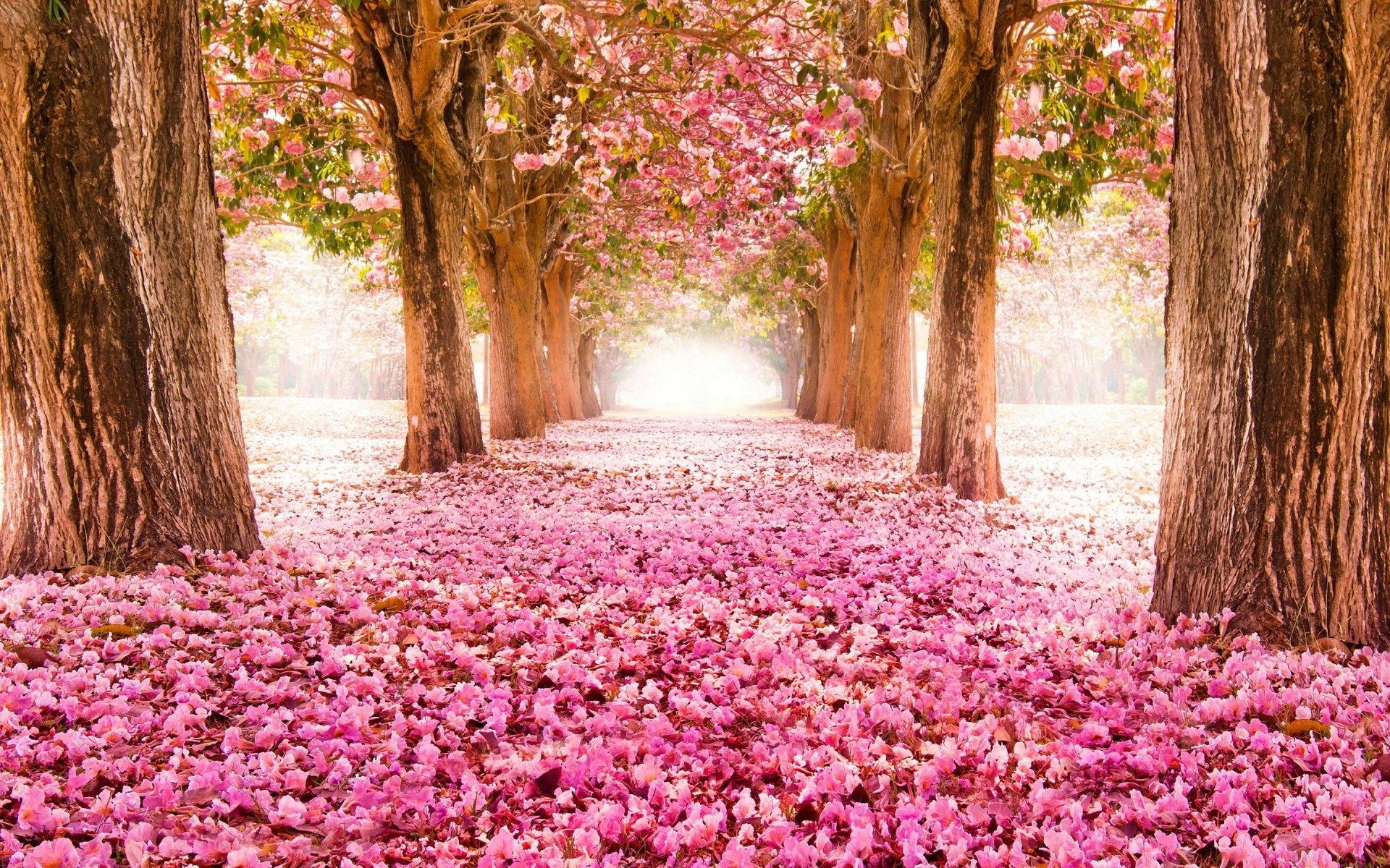 Viale alberato, Petali rosa, Alberi in fiore, Primavera, Tappeto di fiori, sfondo MacBook Pro