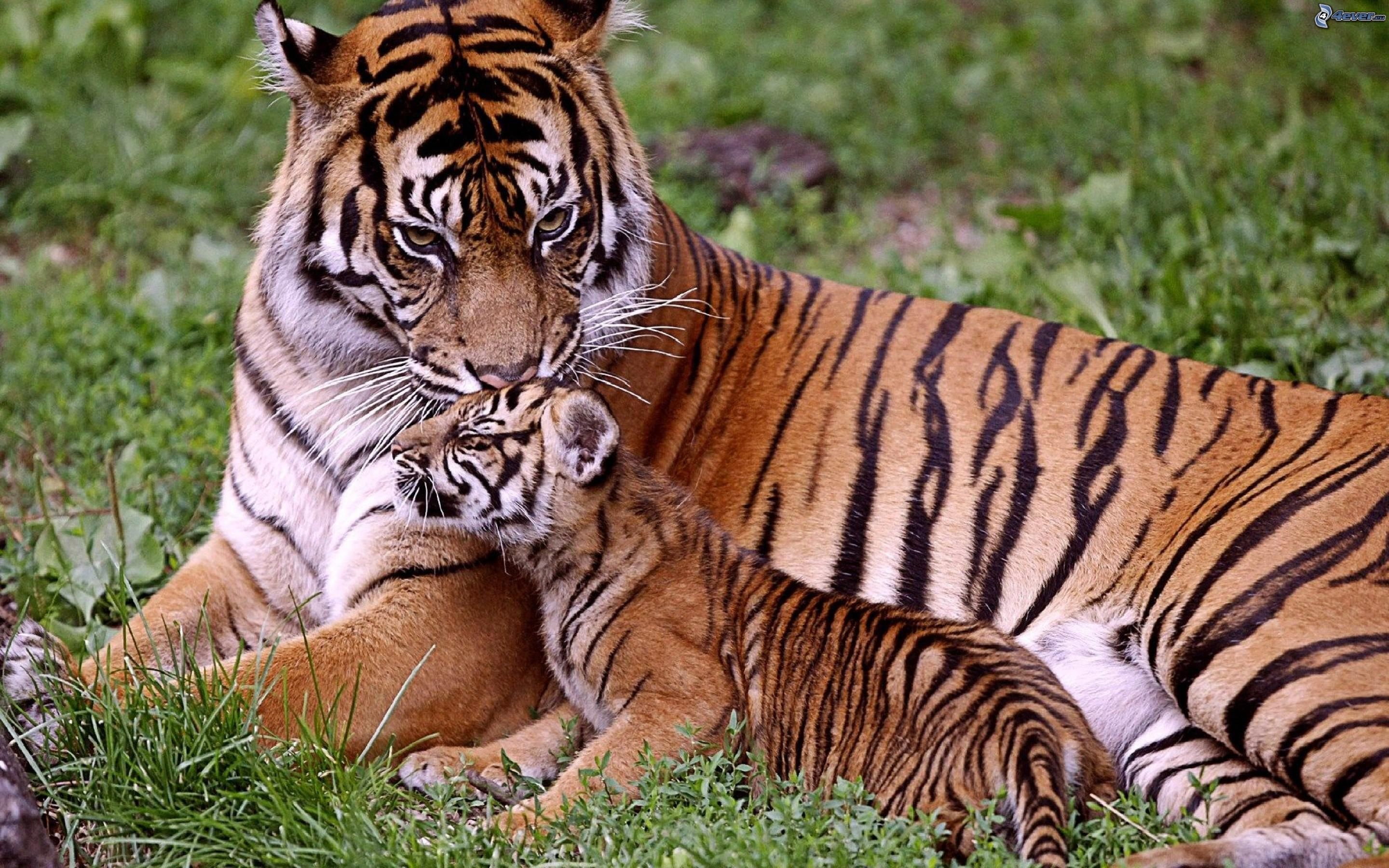 Tigre, Cucciolo di tigre, Madre, Prato, 2880x1800, immagine di sfondo