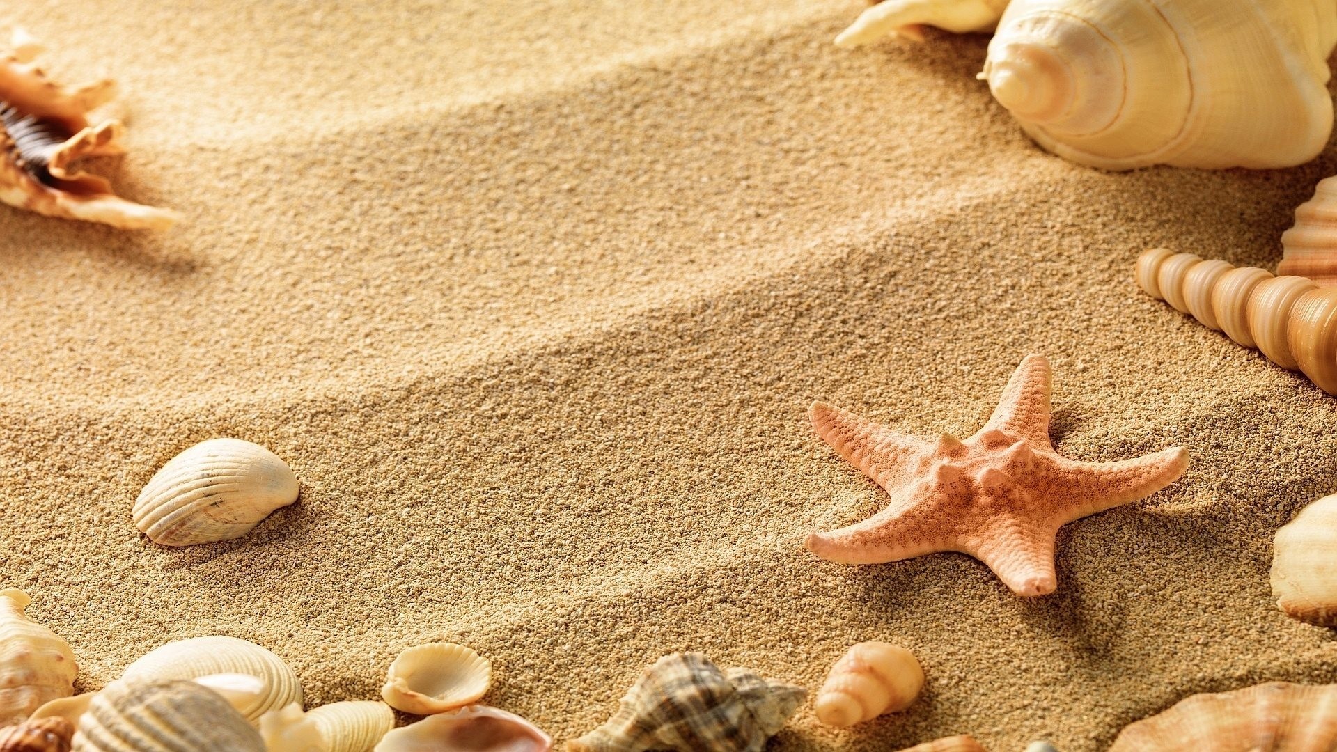 Conchiglie, Stella marina, Sabbia, Cornice, Full HD, sfondo desktop