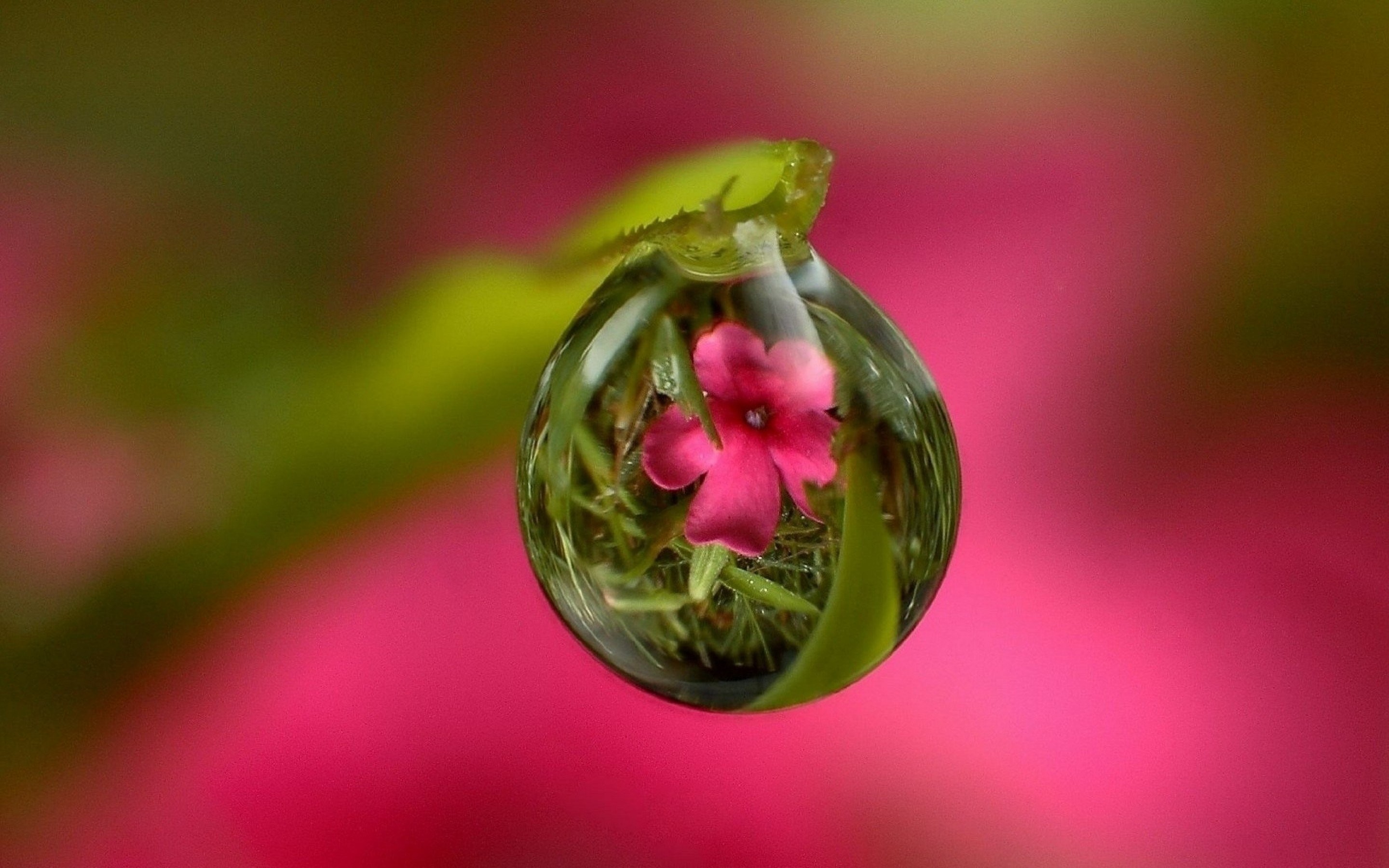 Goccia d'acqua, Riflesso di fiore, Macro, Rosa, 2K, sfondo per PC