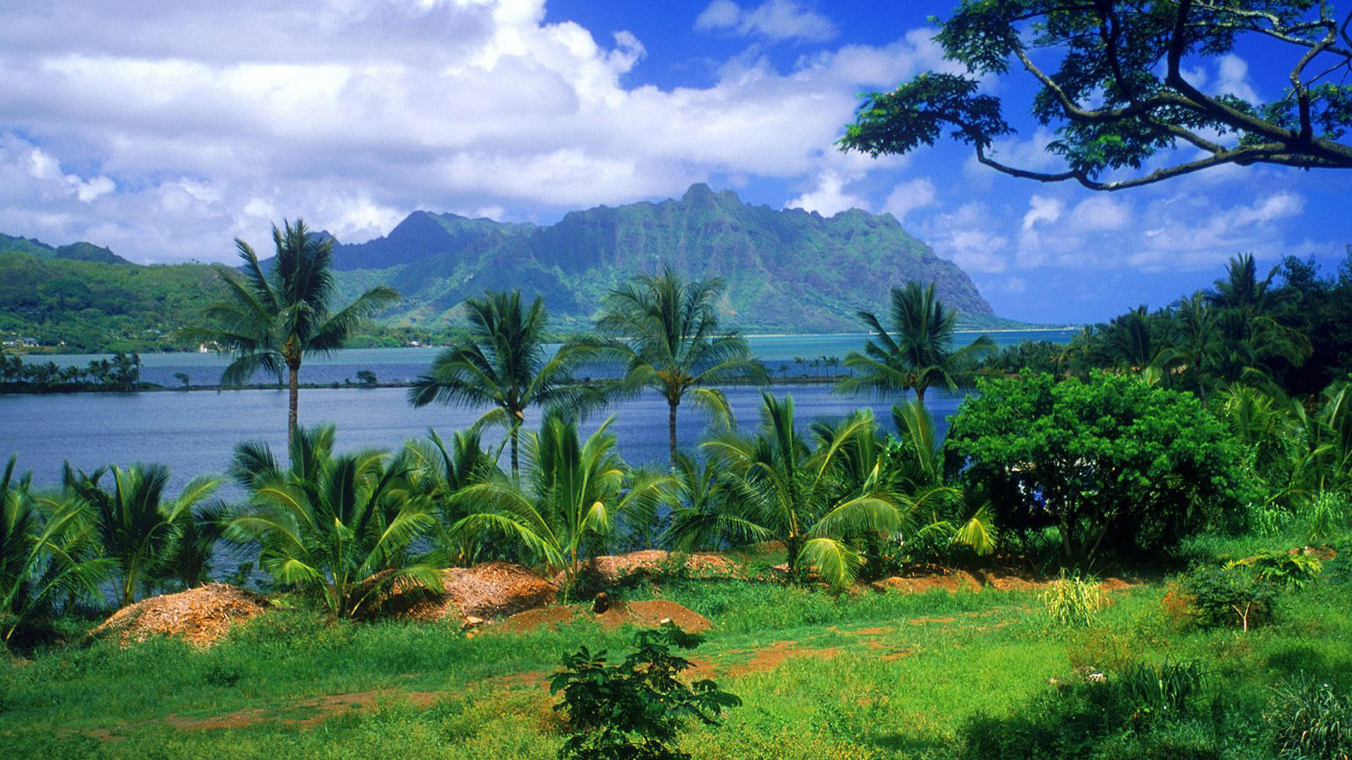 Kualoa, Hawaii, Palme, Montagne, Baia, Full HD, sfondo per portatile