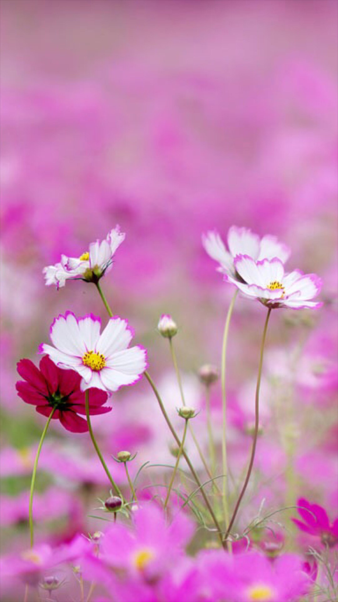 Cosmos, Fiori rosa, Prato, Bokeh, Full HD, sfondo Samsung Galaxy S6