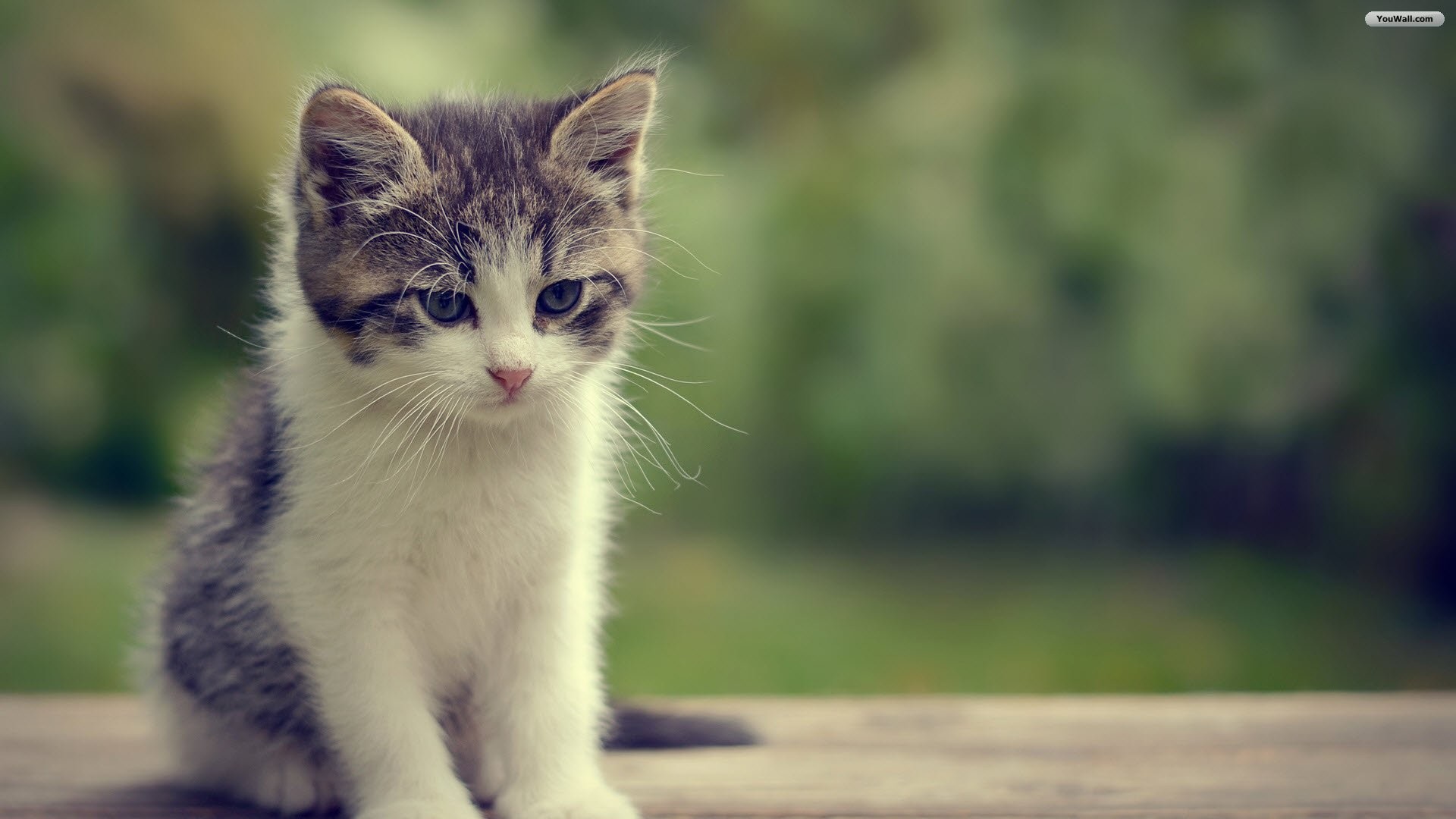 Gattino, Bianco e grigio, Bokeh, Verde, Tenero, 16:9 Full HD, sfondo widescreen