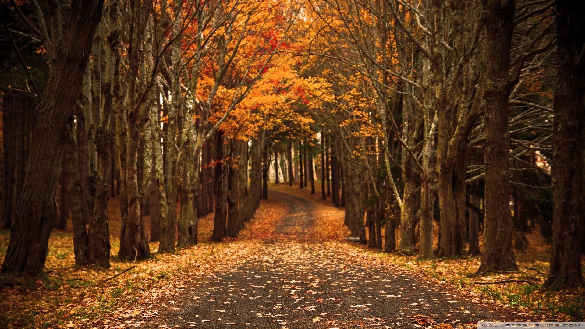 Sentiero, Viale alberato, Bosco, Foglie, Full HD, wallpaper desktop