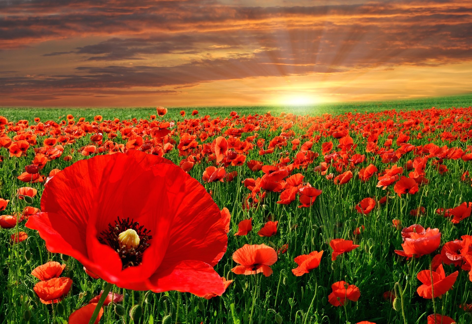 Papaveri, Campo di fiori, Tramonto, Estate, Full HD, sfondo per PC e portatile
