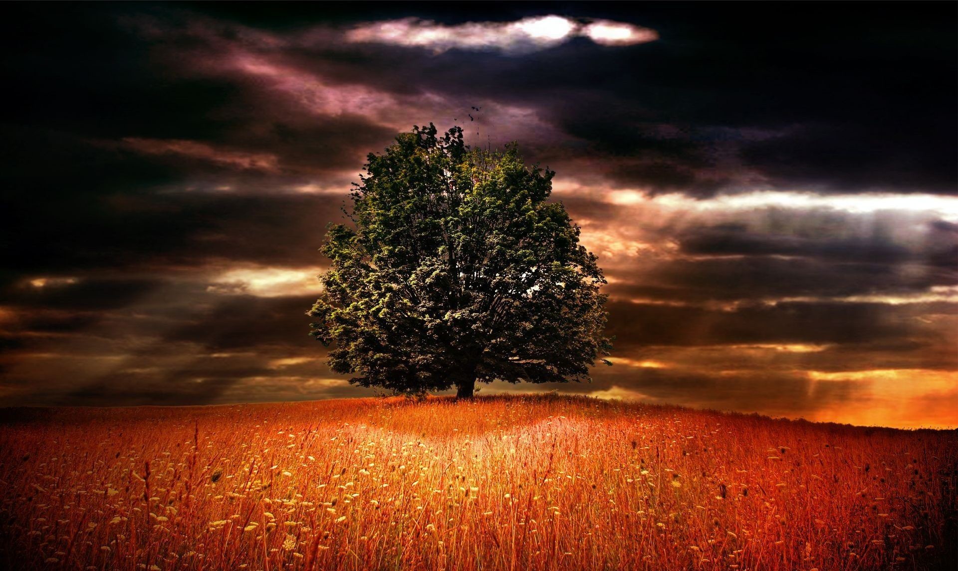 Albero solitario, Campo, Nuvole, Cielo drammatico, Full HD, wallpaper desktop