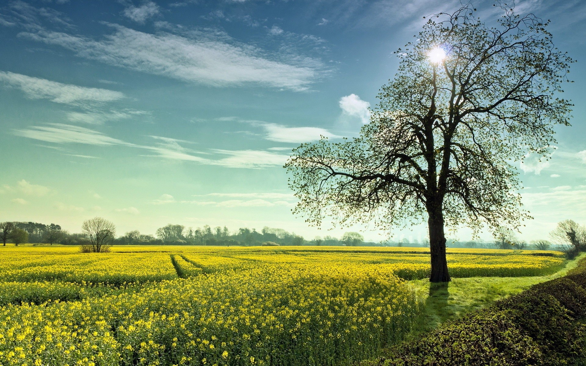 Albero, Campo di colza, Cielo azzurro, Primavera, Full HD, sfondo per portatile