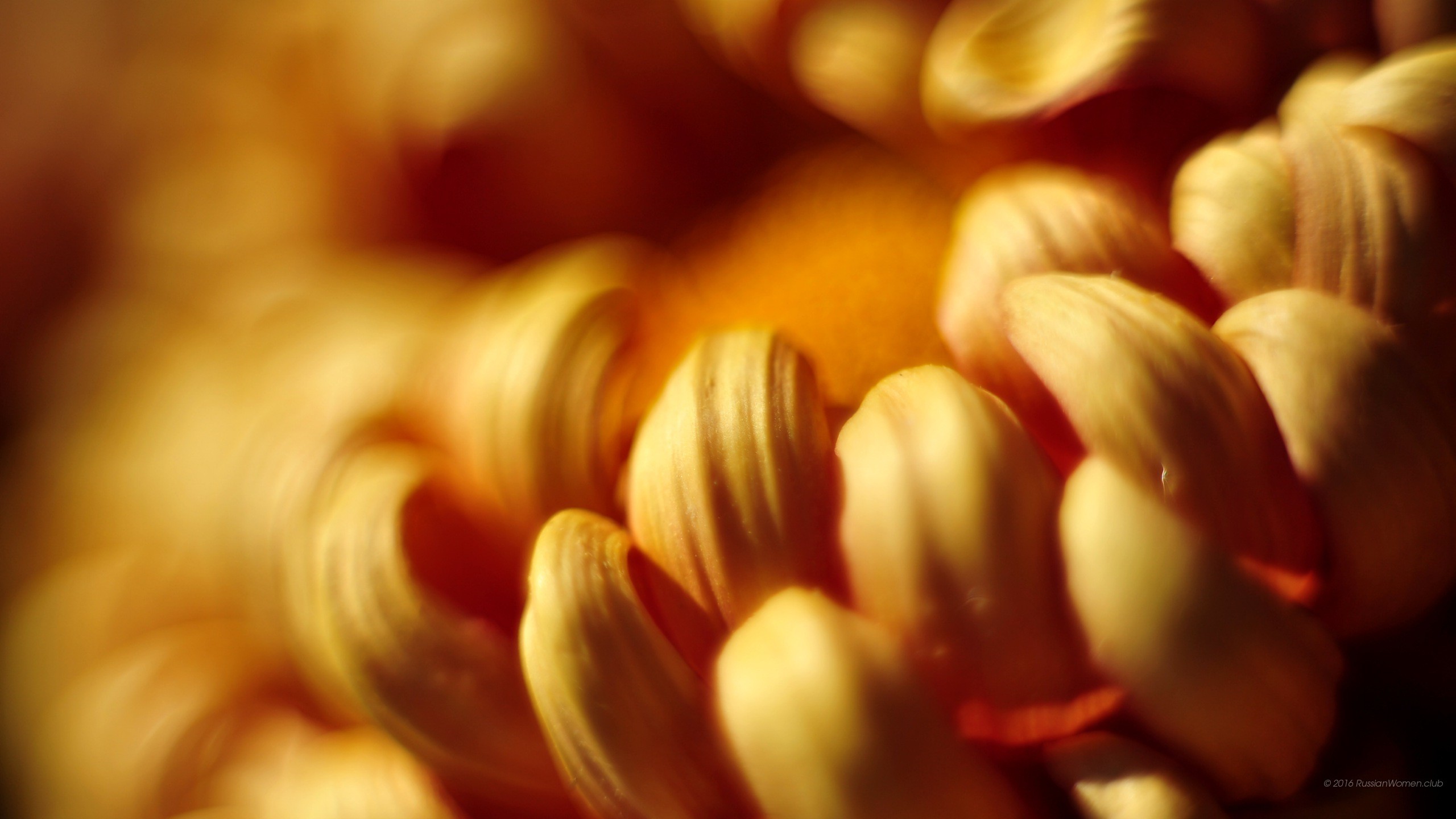 Petali gialli, Fiore, Macro, 16:9 2K, sfondo widescreen