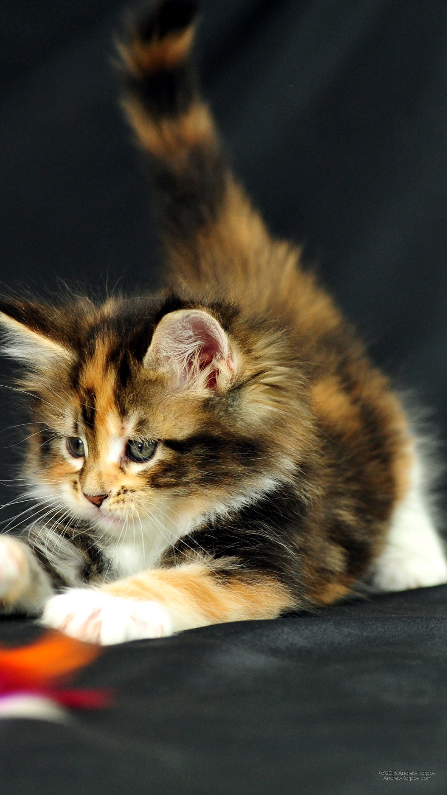 Gattino, Gatto calico, Gioco, wallpaper per iPhone e Android