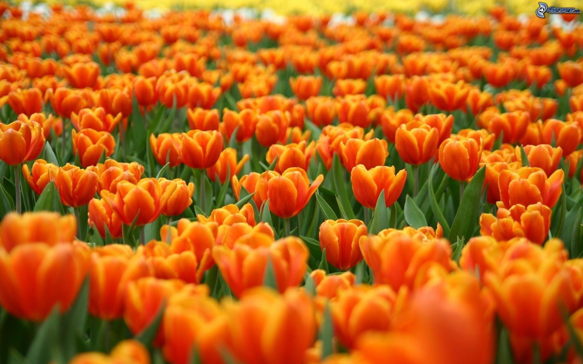 Tulipani arancioni, Campo di tulipani, Fiori, 1920x1200, sfondo MacBook Pro