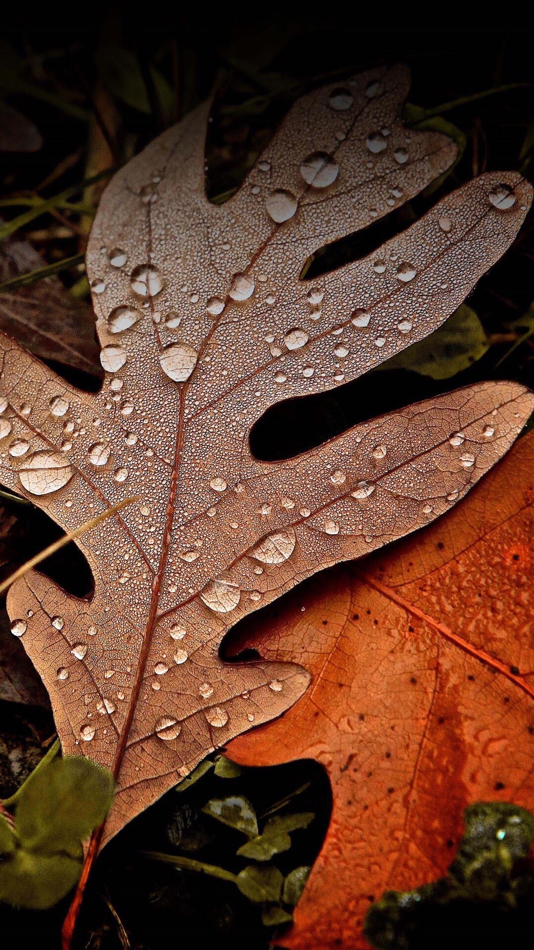Foglia di quercia, Gocce d'acqua, Macro, Full HD, sfondo verticale per cellulare