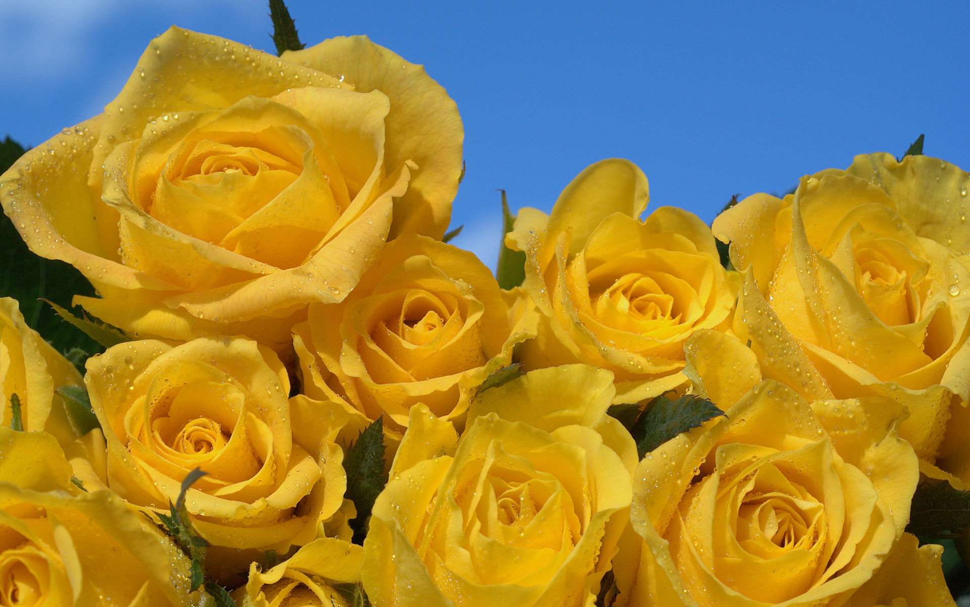 Rose gialle, Cielo azzurro, Fiori, 1920x1202, sfondo MacBook Pro