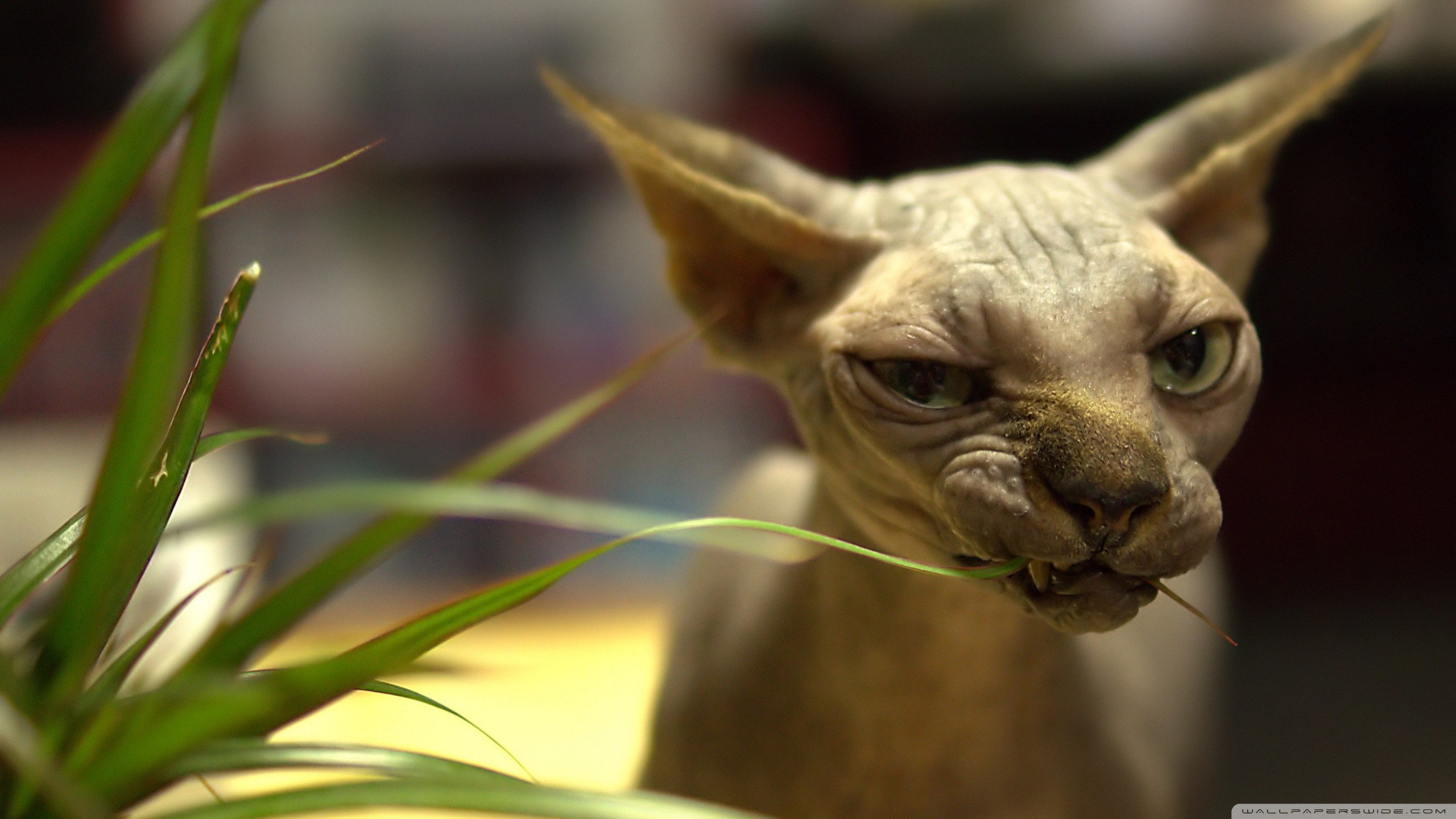 Sphynx, Gatto senza pelo, Pianta, Divertente, 2560x1440, immagine di sfondo