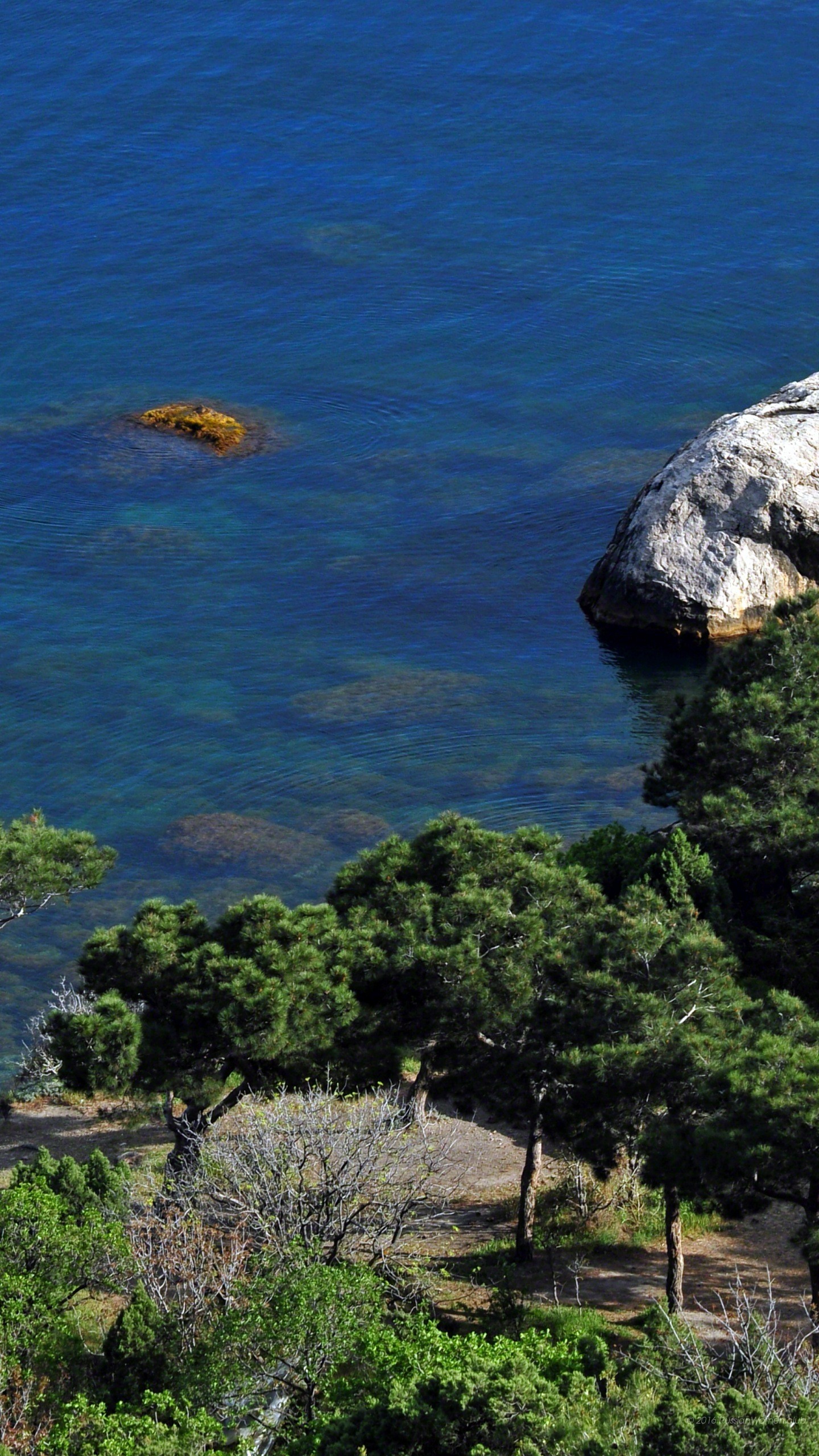 Costa, Mare blu, Alberi, Rocce, sfondo Android