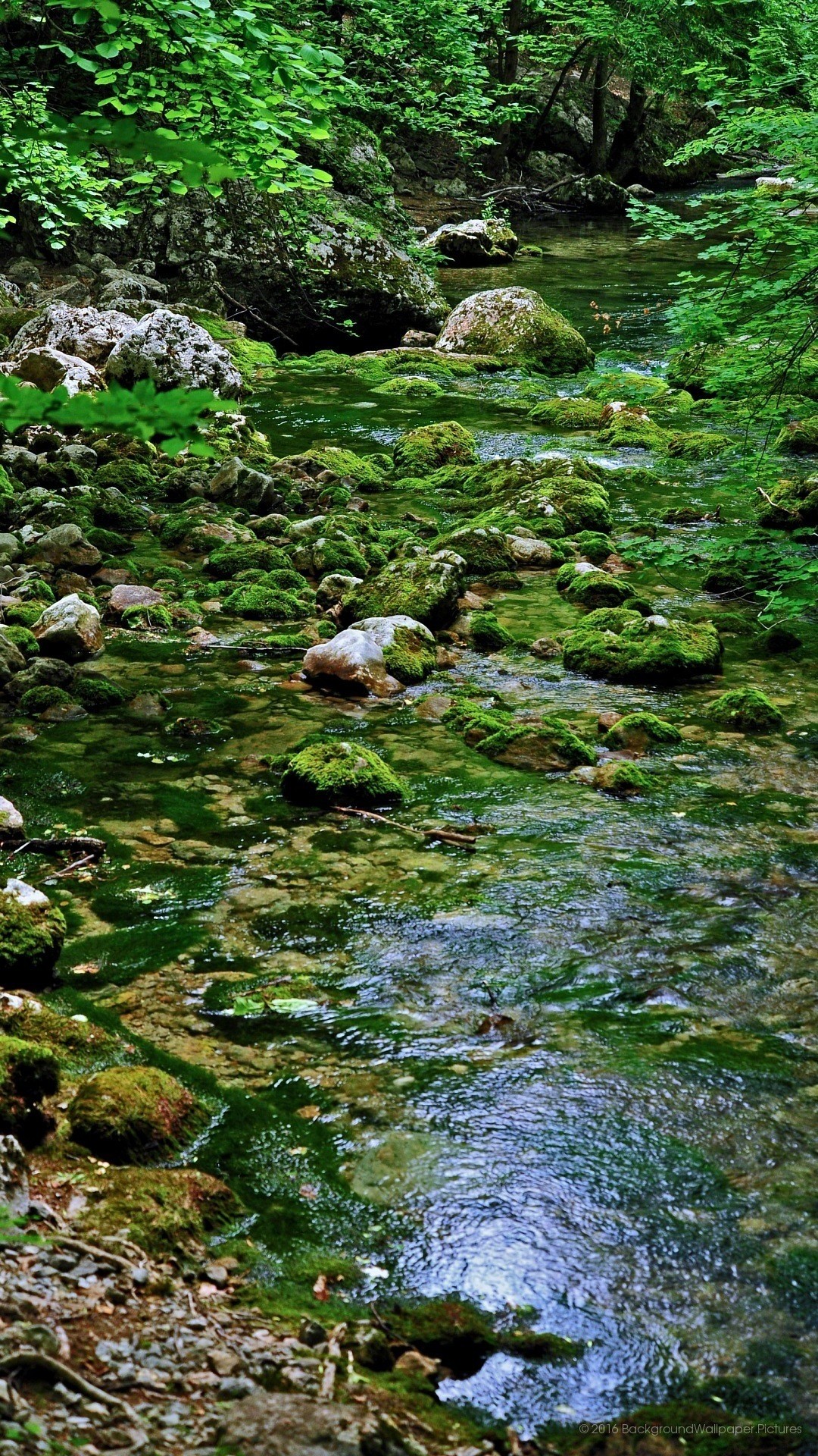Ruscello, Muschio, Bosco, Verde, sfondo per iPhone e Android