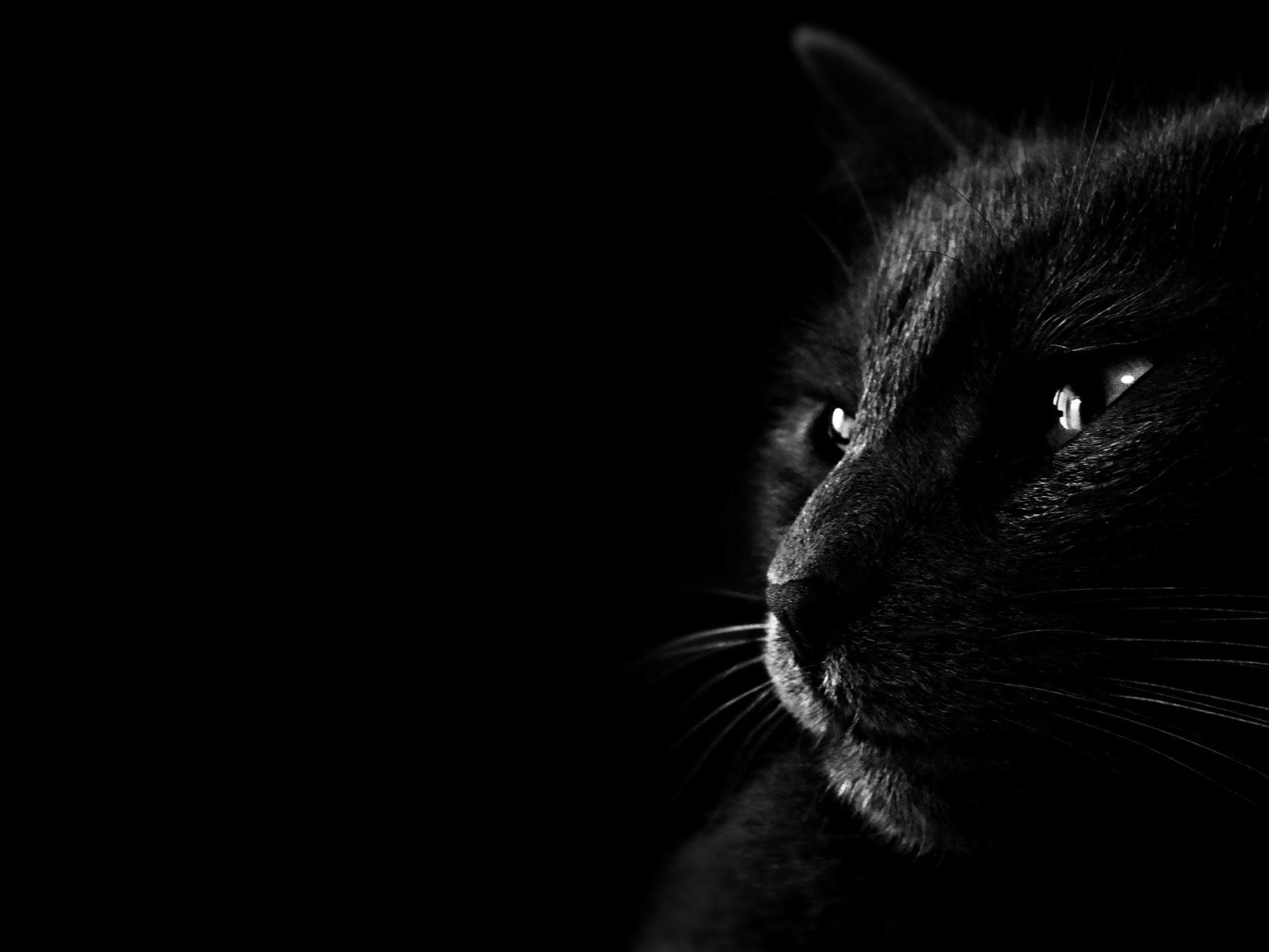 Gatto nero, Sfondo nero, Profilo, Full HD, schermata di blocco iPad