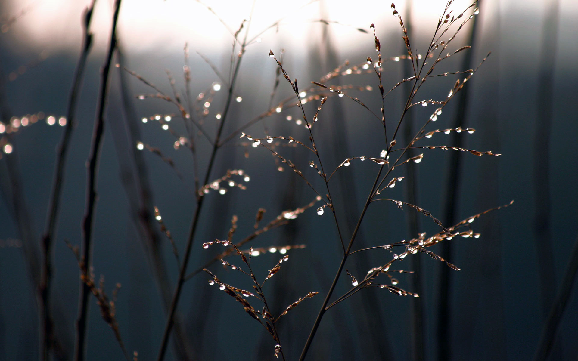 Gocce di pioggia, Steli d'erba, Macro, 16:10 Full HD, sfondo widescreen