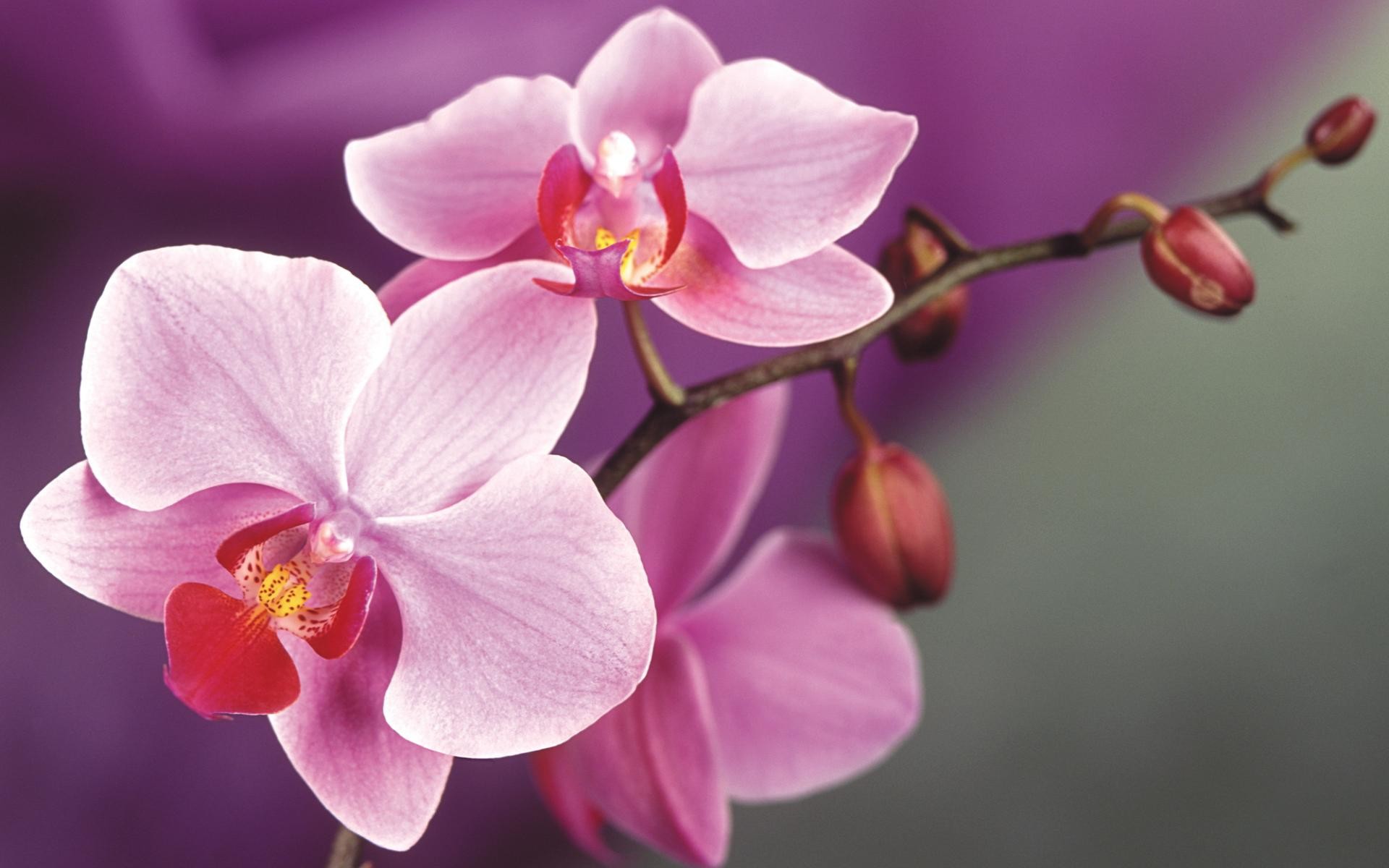 Orchidea, Fiori rosa, Macro, Phalaenopsis, Full HD, sfondo per PC e portatile
