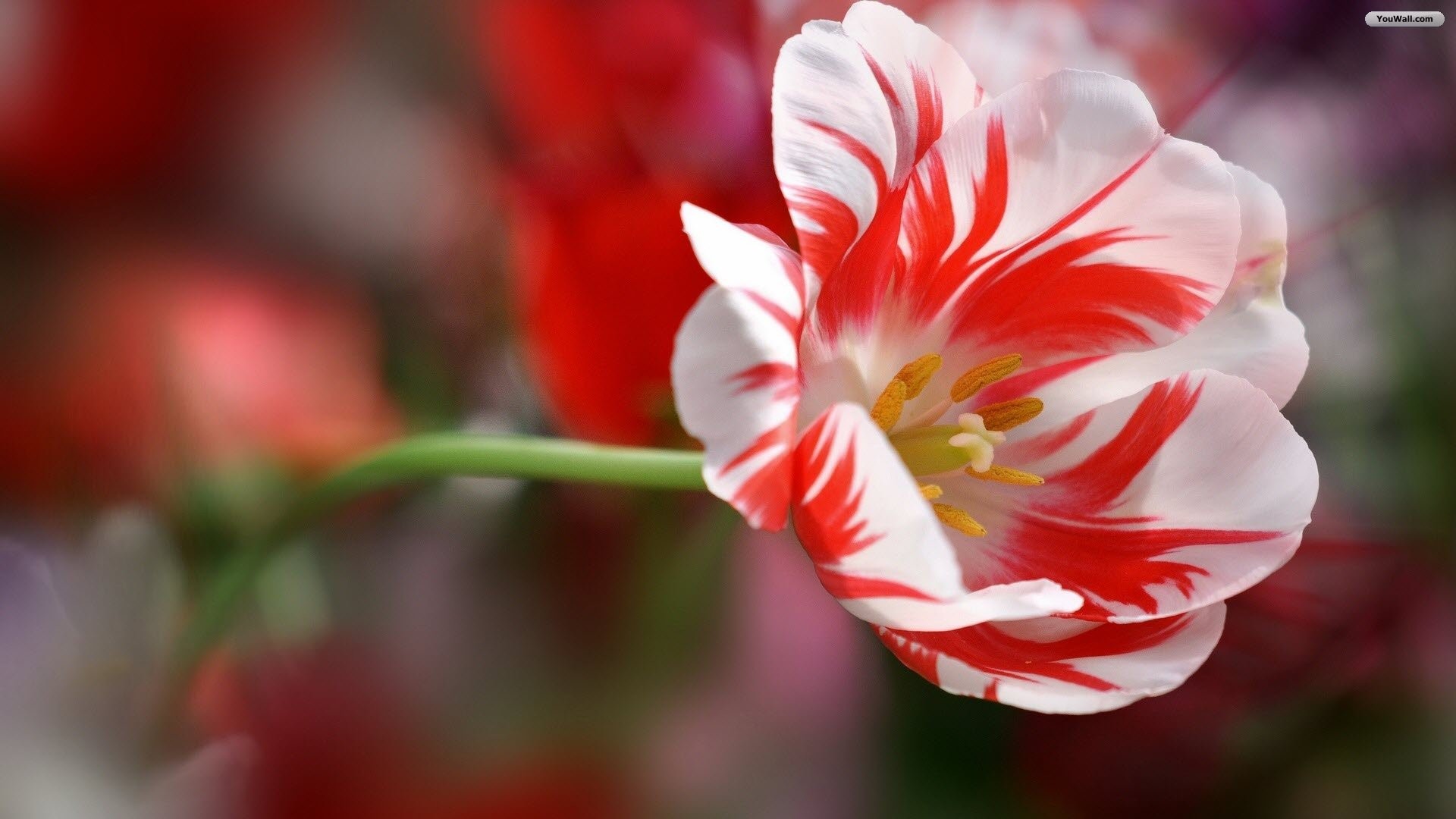 Tulipano screziato, Rosso e bianco, Macro, Full HD, sfondo desktop