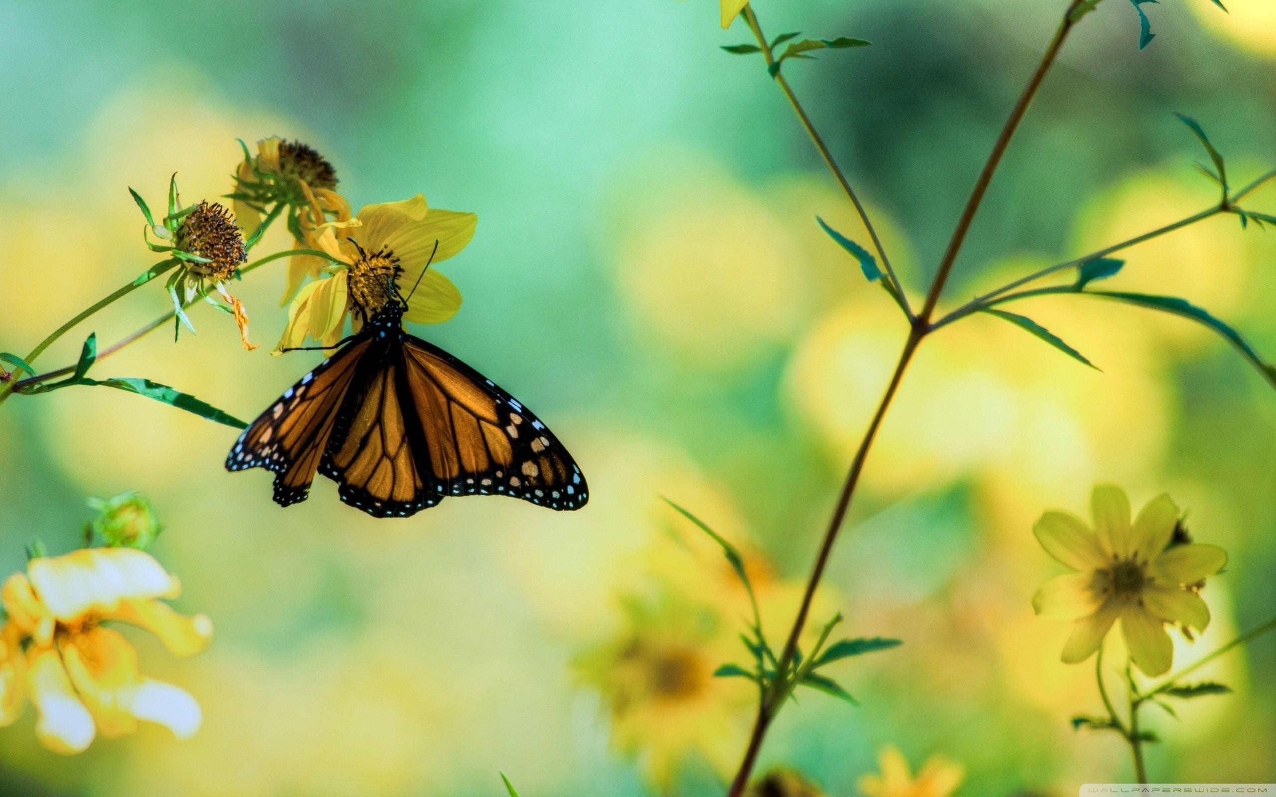 Monarca, Farfalla, Fiori gialli, Natura, Bokeh, 16:10 2K, wallpaper widescreen