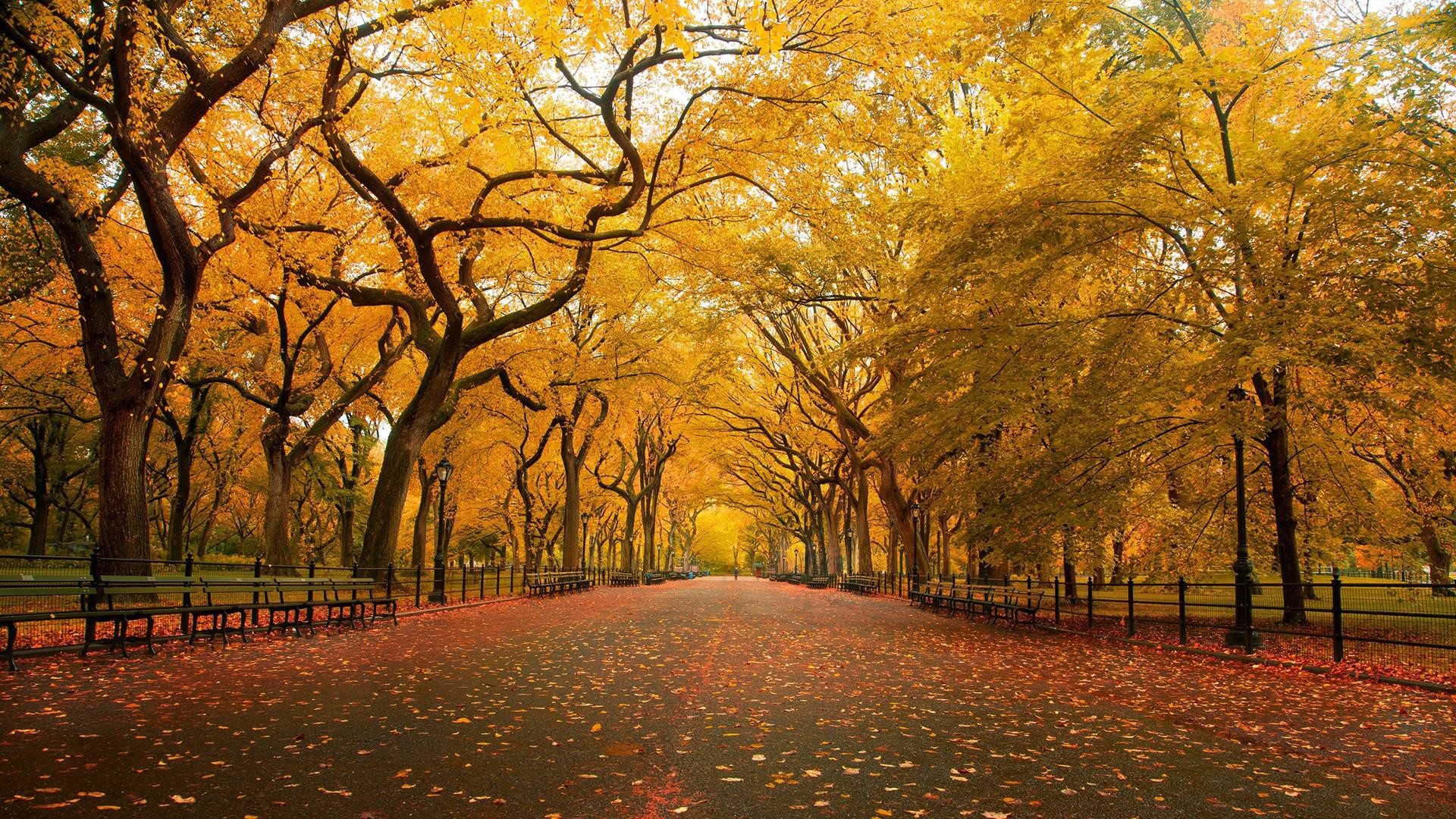 Central Park, Viale alberato, Autunno, Panchine, Full HD, wallpaper per desktop