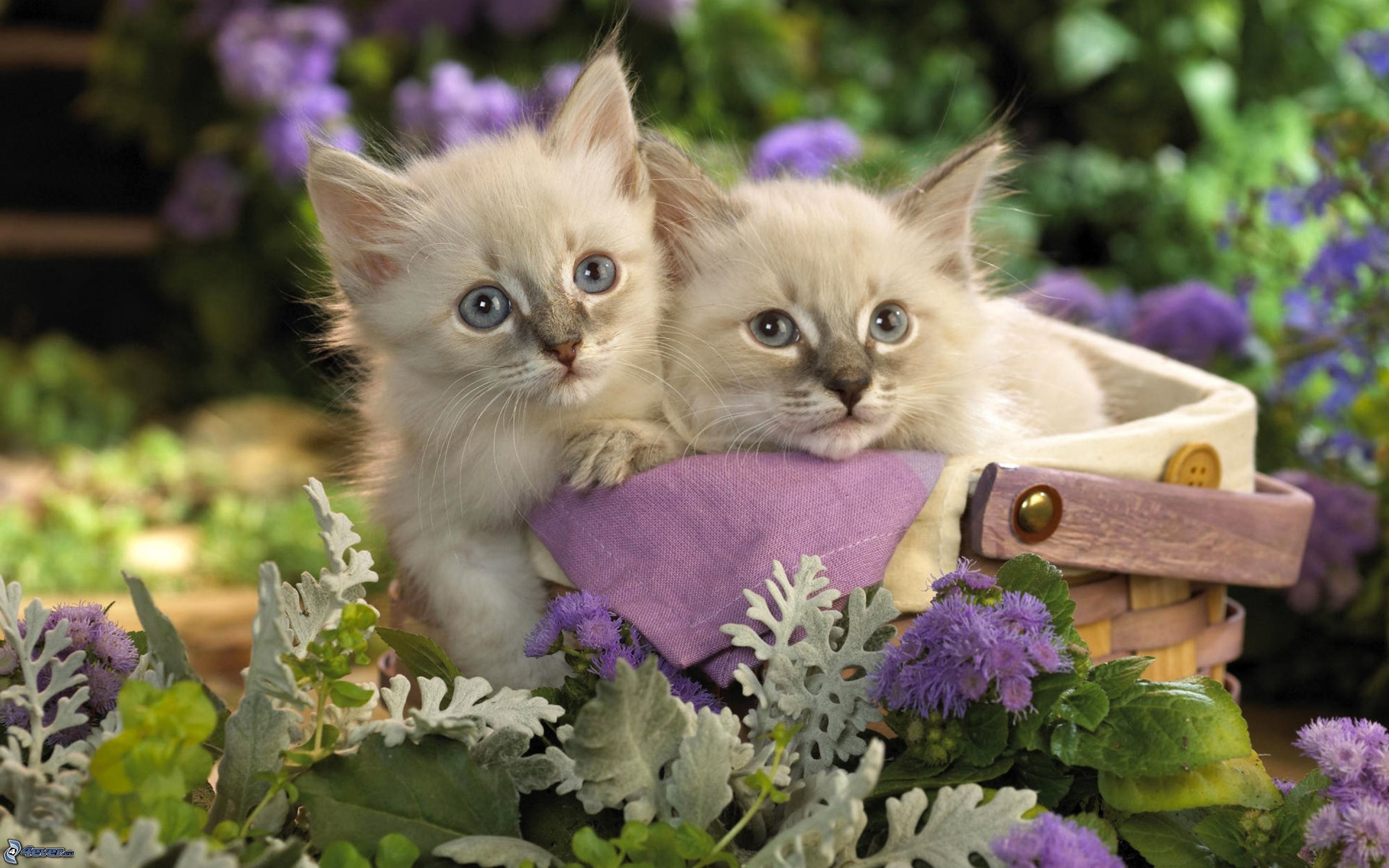Gattini, Cesto, Fiori viola, Due gattini, 2880x1800, sfondo MacBook Pro