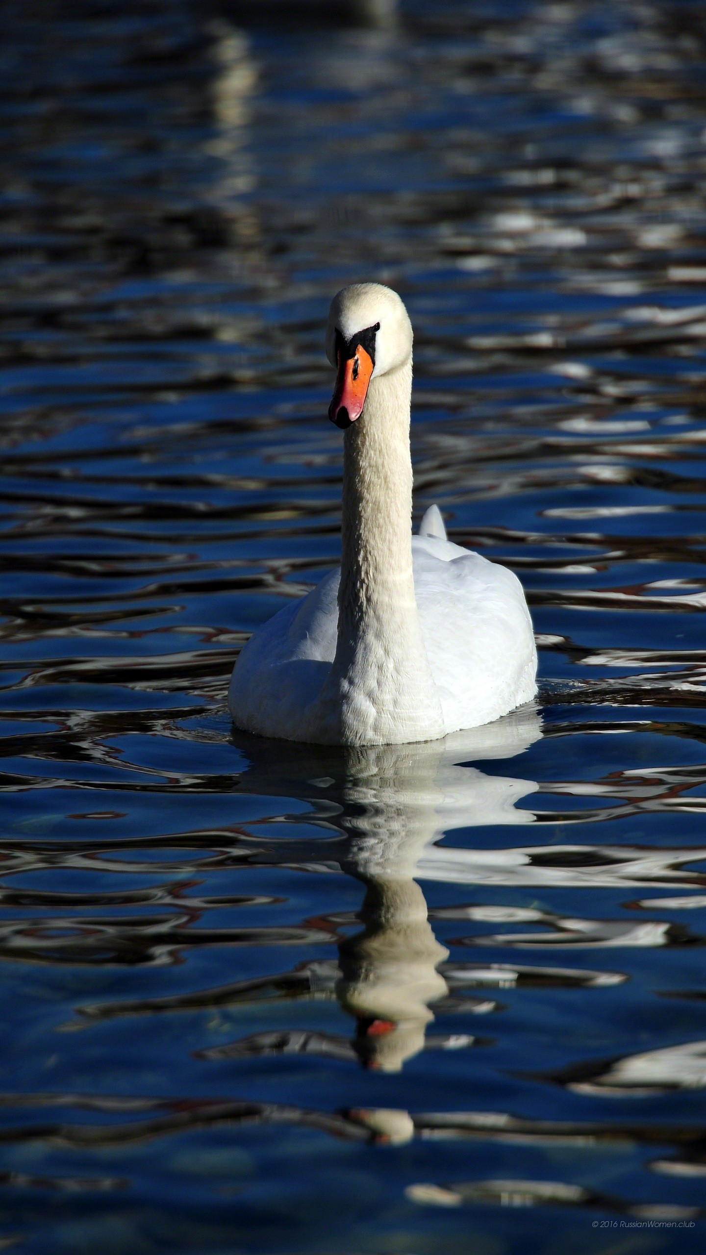 Cigno, Lago, Riflesso, Acqua scura, sfondo Galaxy S7 Edge QHD+
