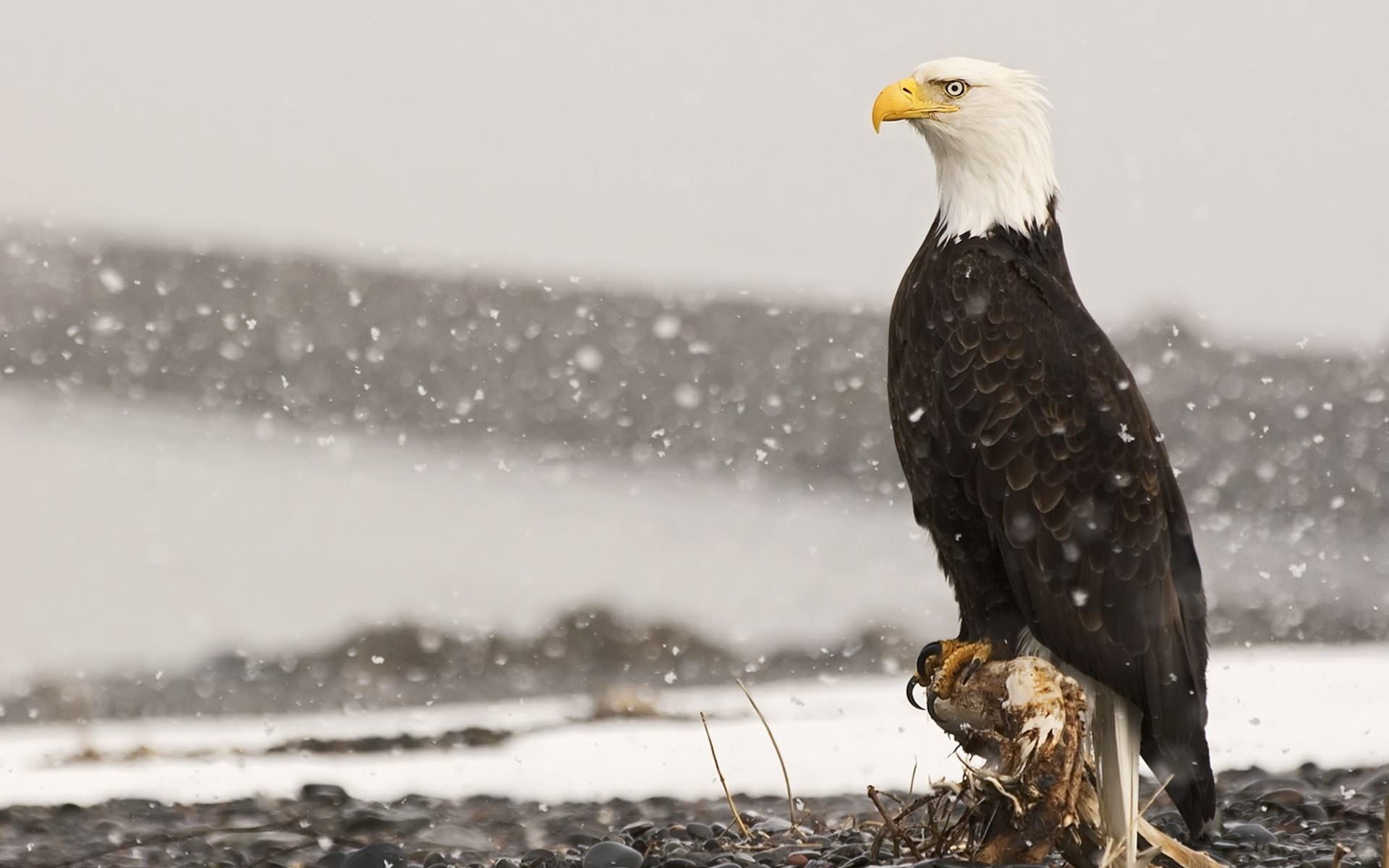 Aquila calva, Neve, Riva, Full HD, sfondo desktop