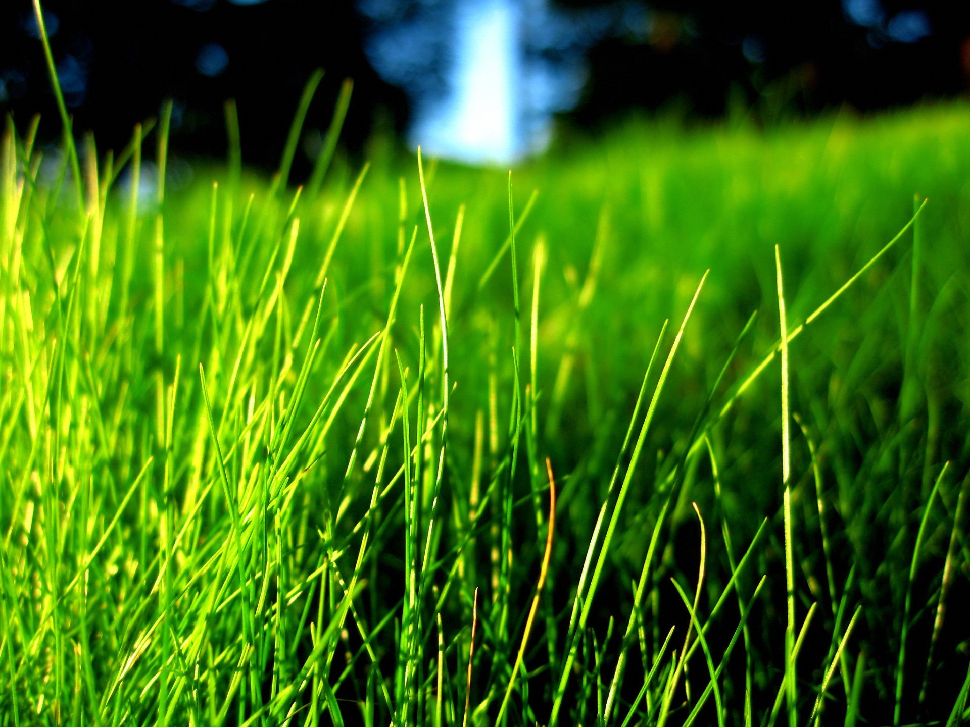 Erba, Primo piano, Verde, Bokeh, Full HD, sfondo per iPad e tablet