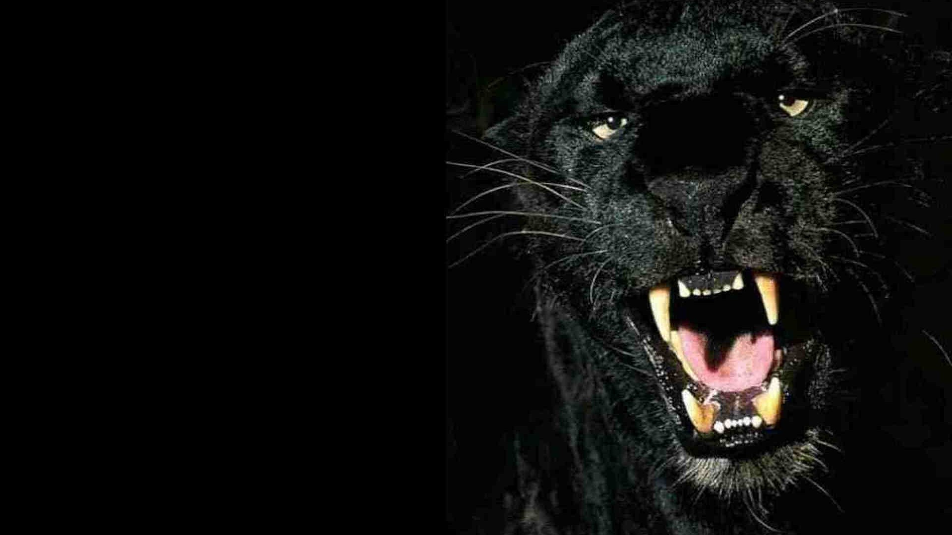 Pantera nera, Ruggito, Sfondo nero, Full HD, wallpaper per PC