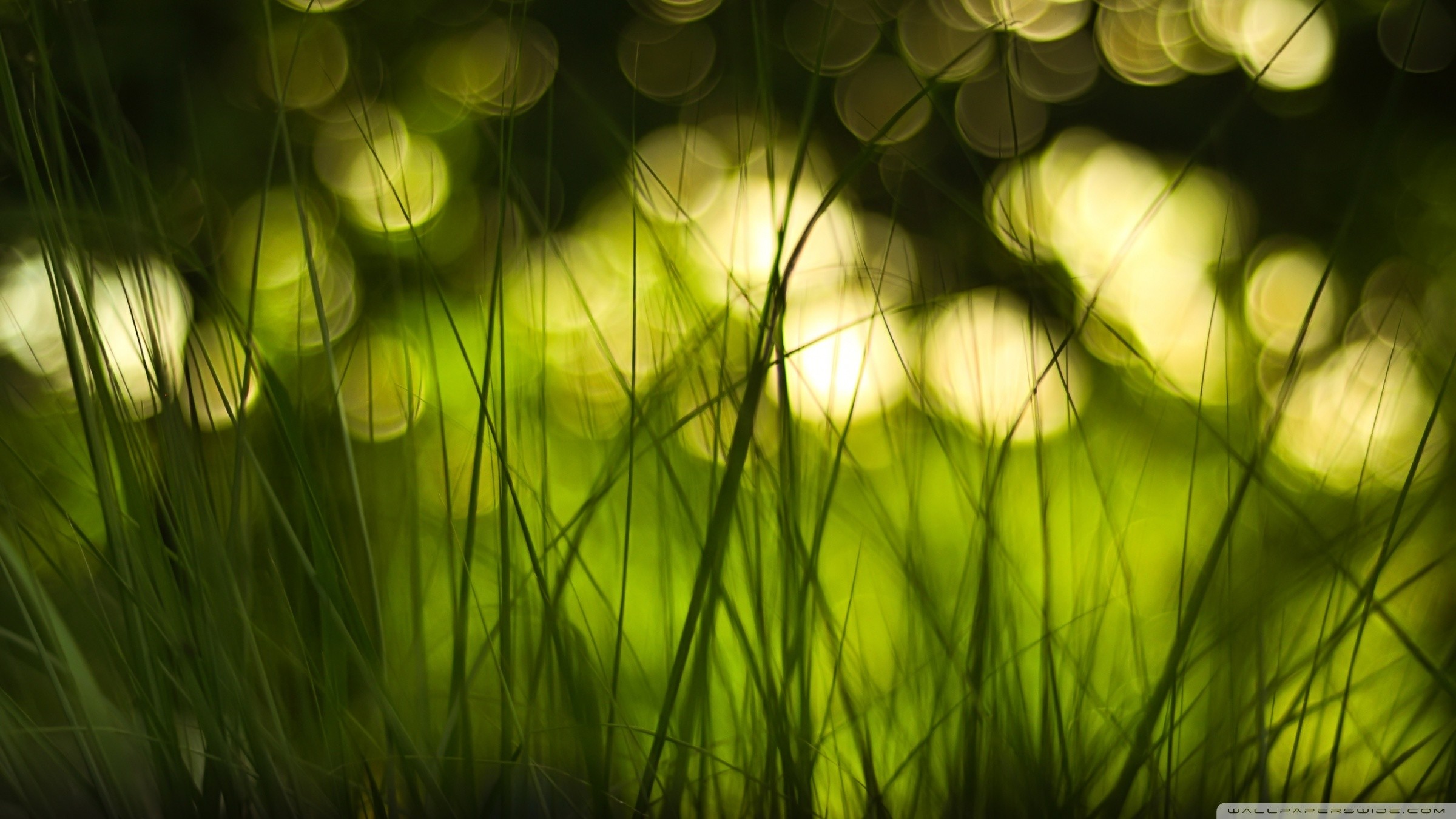 Erba, Bokeh, Controluce, Verde scuro, Full HD, sfondo per PC e portatile