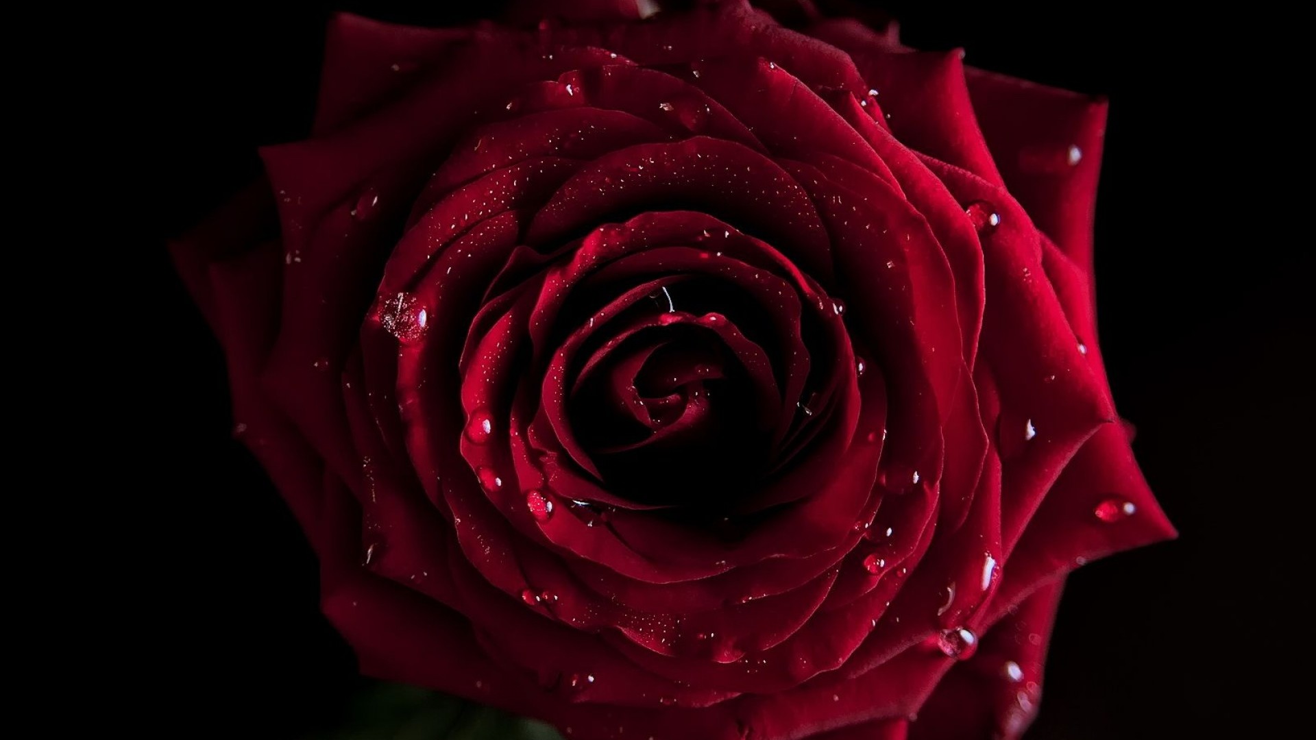Rosa rossa scura, Gocce d'acqua, Sfondo nero, Macro, 1920x1080, wallpaper desktop