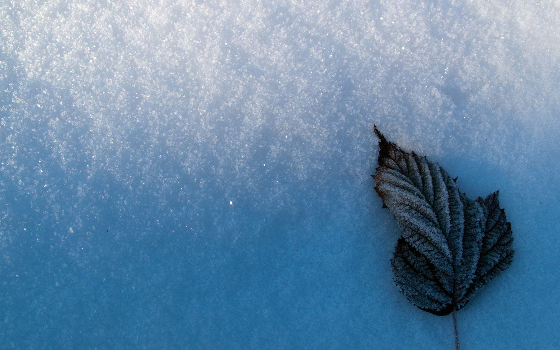 Foglia, Neve, Primo piano, Blu, 1920x1200, sfondo MacBook Pro