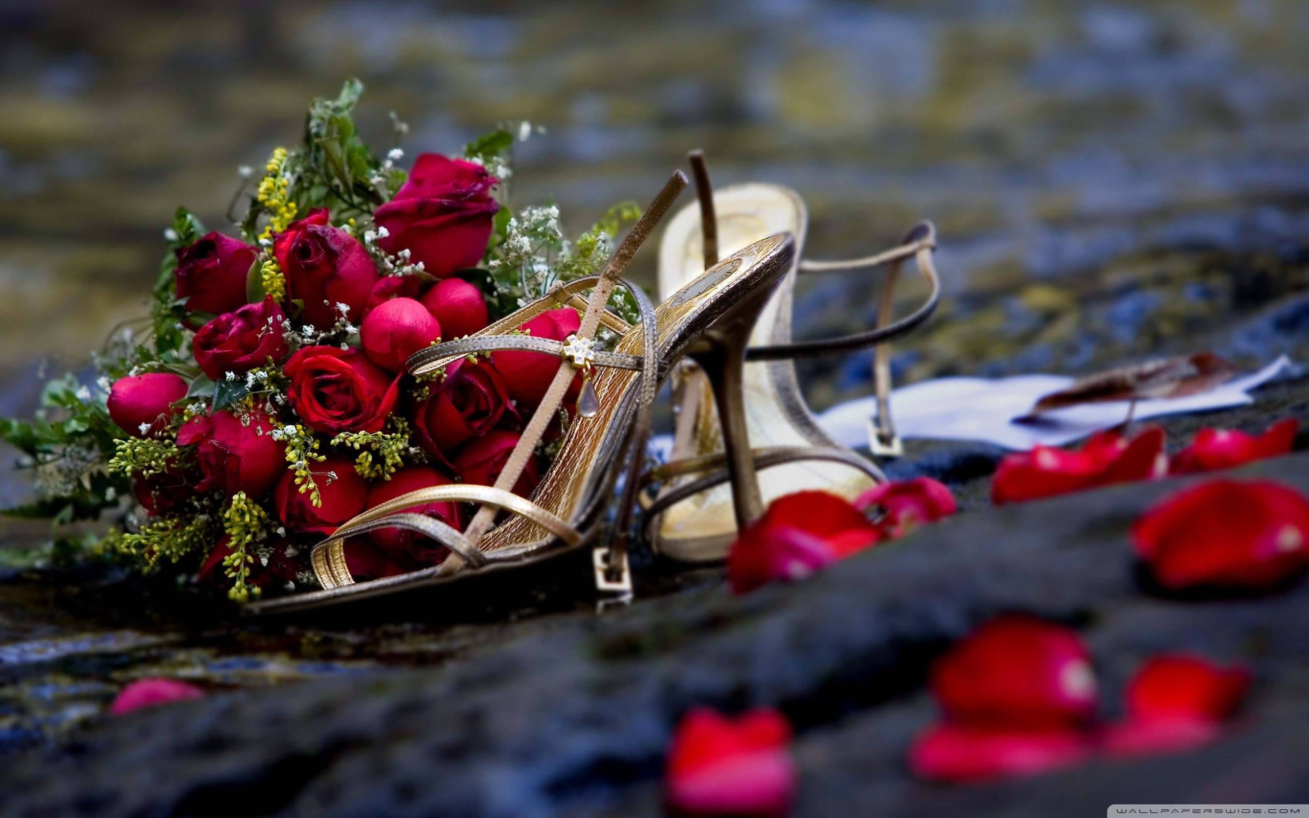 Rose rosse, Sandali, Petali, Bouquet, 2560x1600, wallpaper desktop