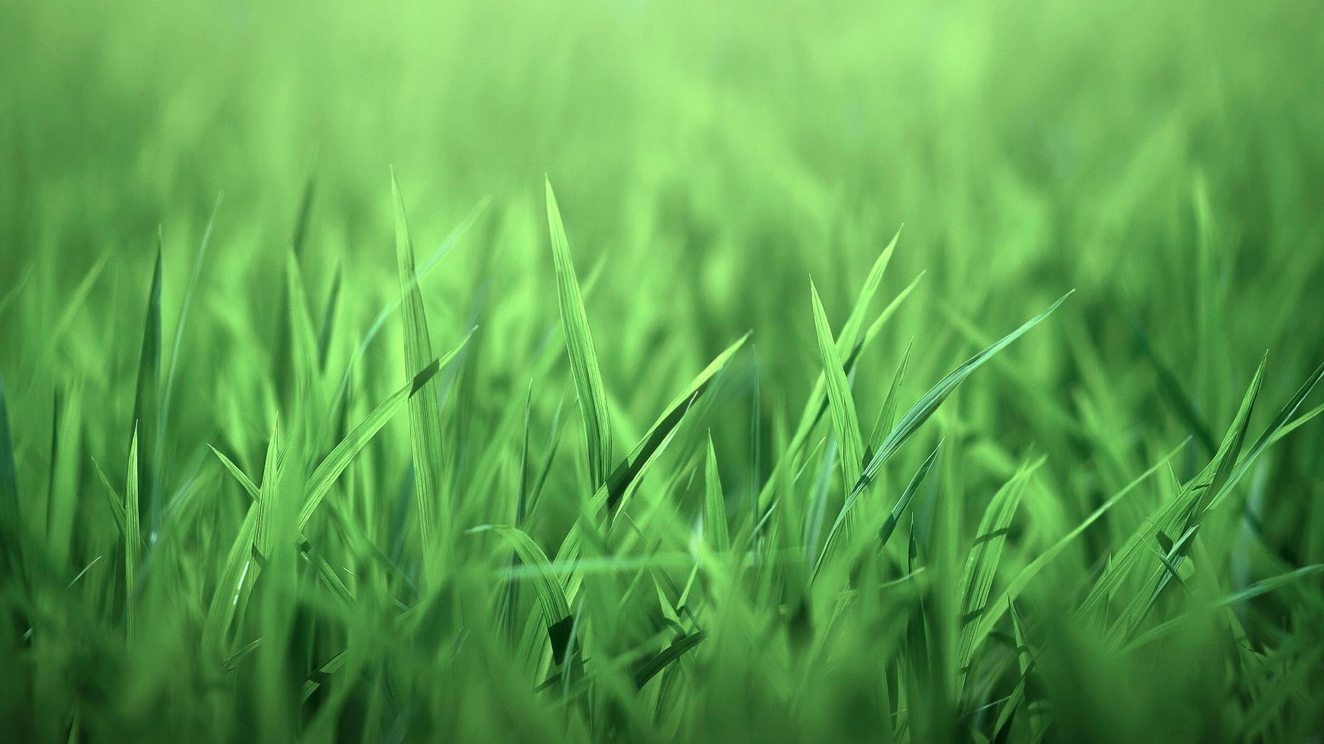 Fili d'erba, Sfocato, Verde, 16:9 Full HD, sfondo widescreen